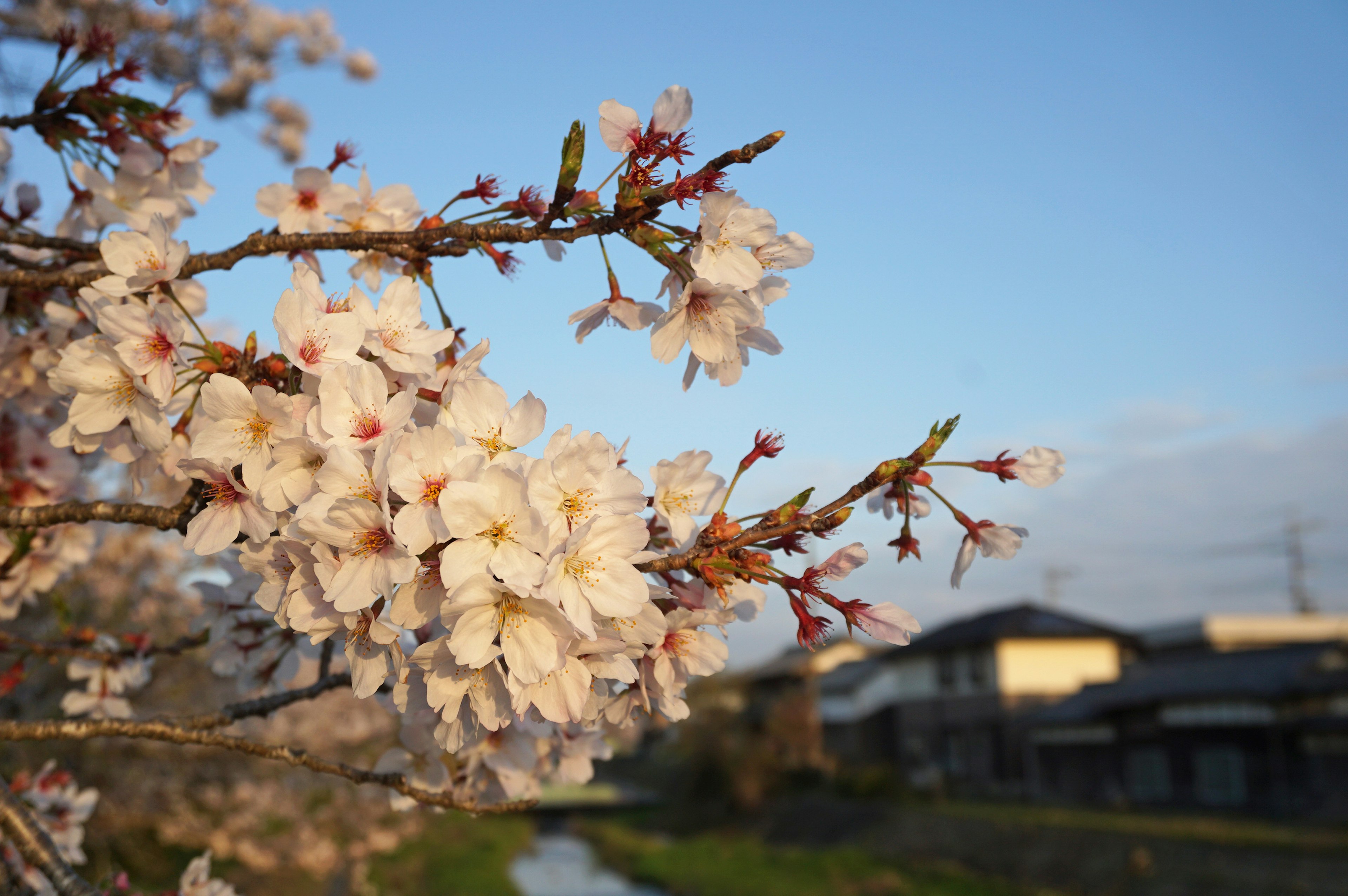 桜の花が咲いた木の枝と青い空の背景