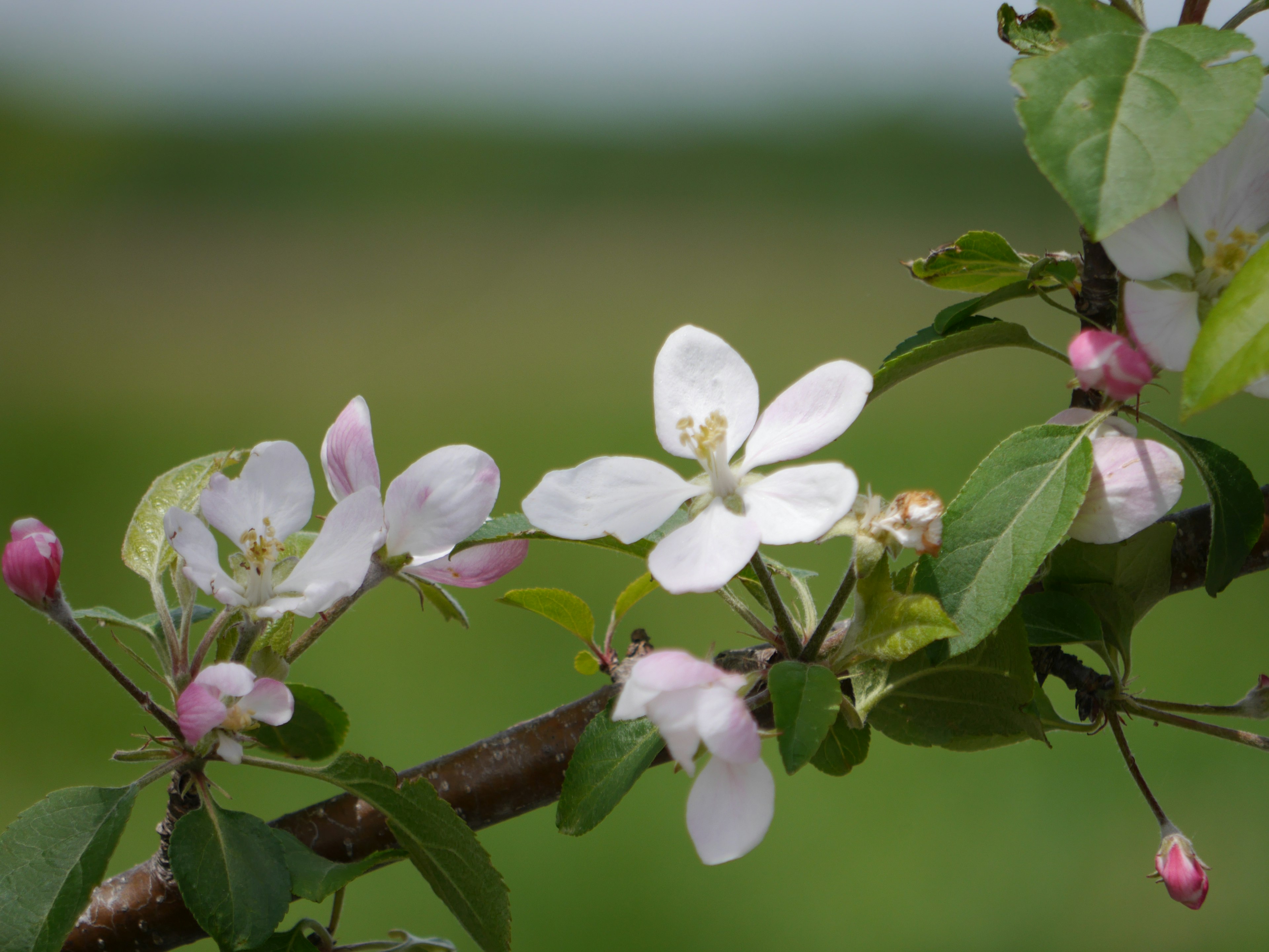 Apfelbaumzweig mit weißen Blüten und rosa Knospen