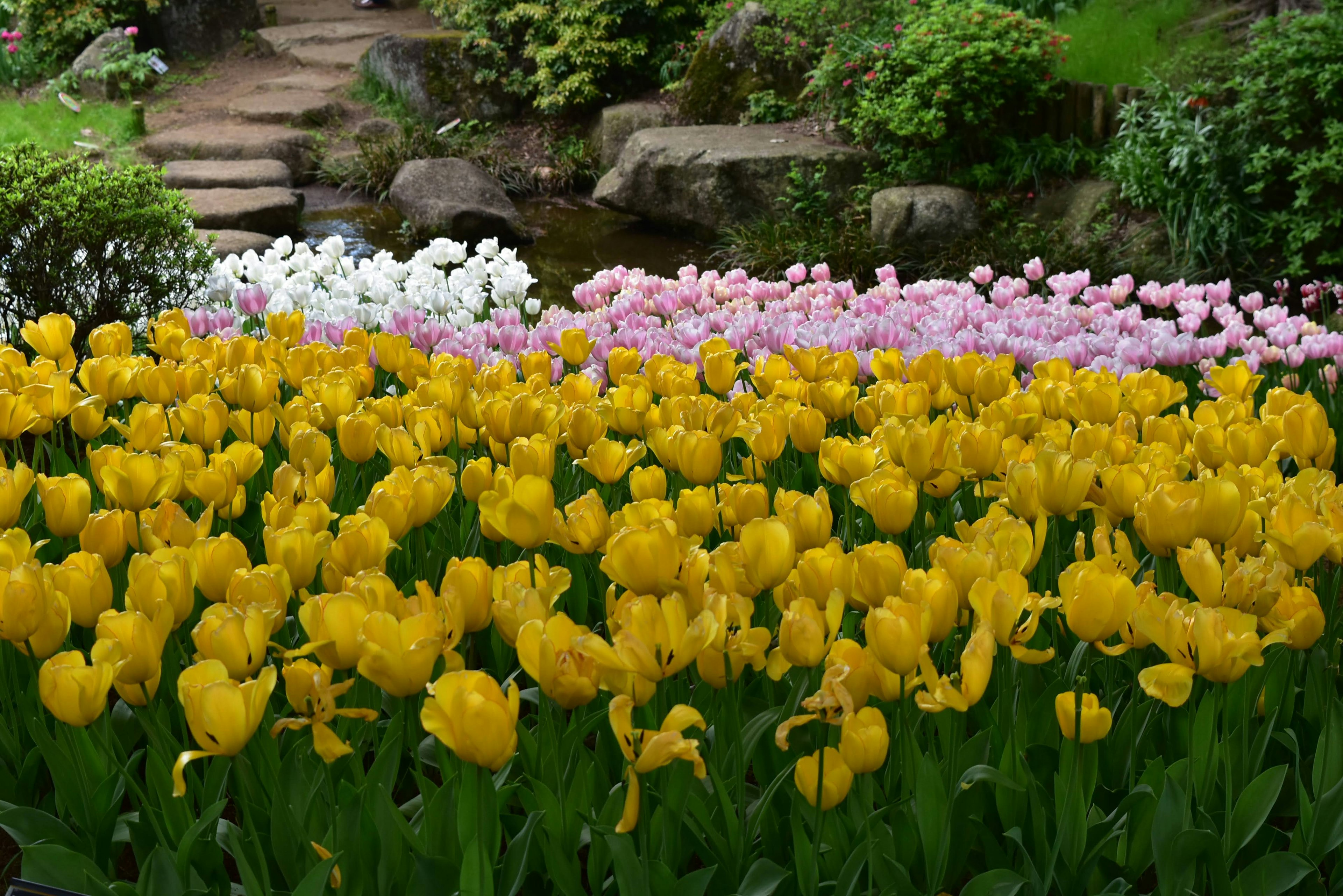 Giardino di tulipani colorato con un campo di tulipani gialli e tulipani rosa e bianchi sullo sfondo vegetazione lussureggiante che circonda la scena