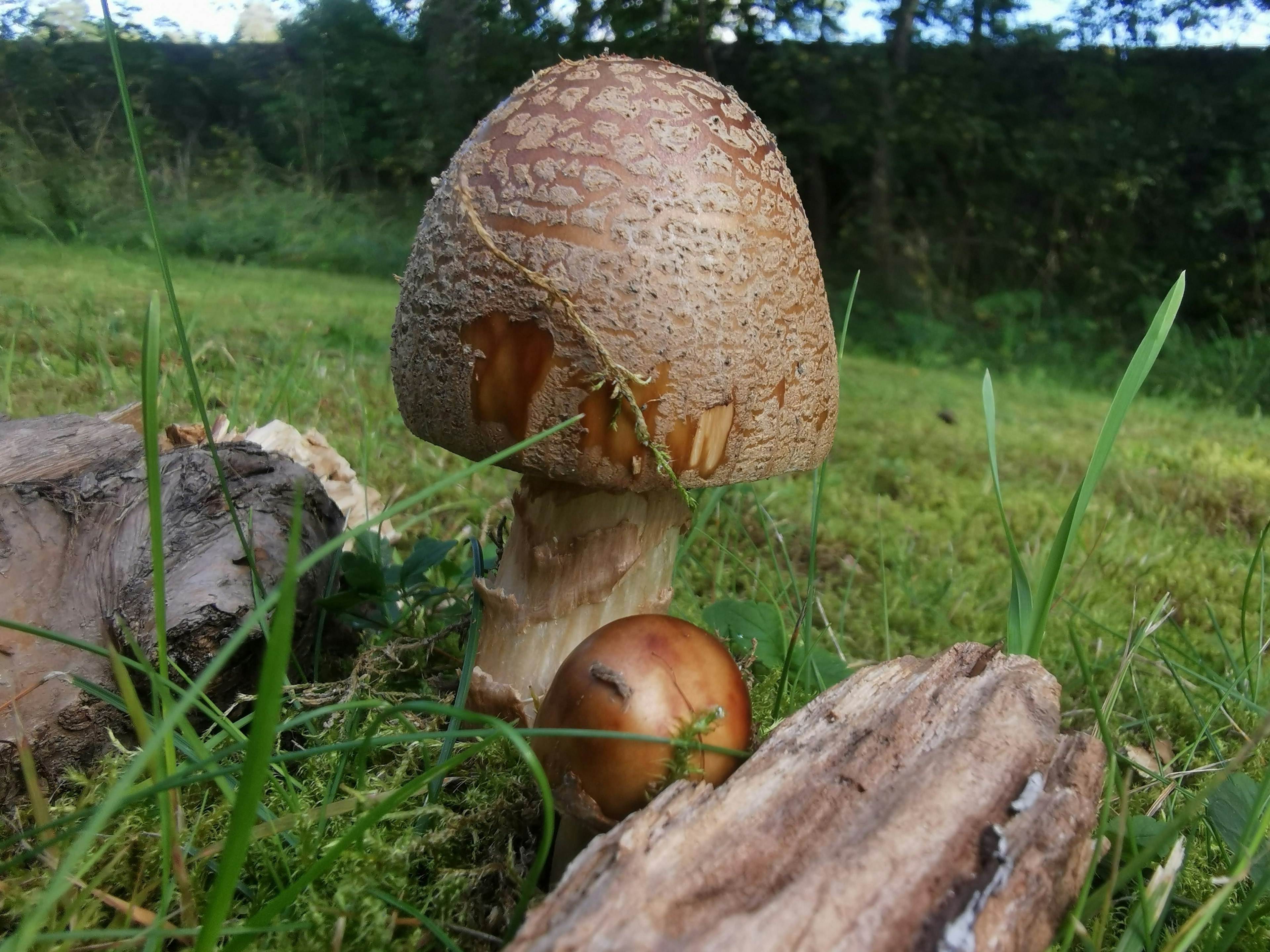 A large mushroom and a small mushroom growing on grass with logs nearby