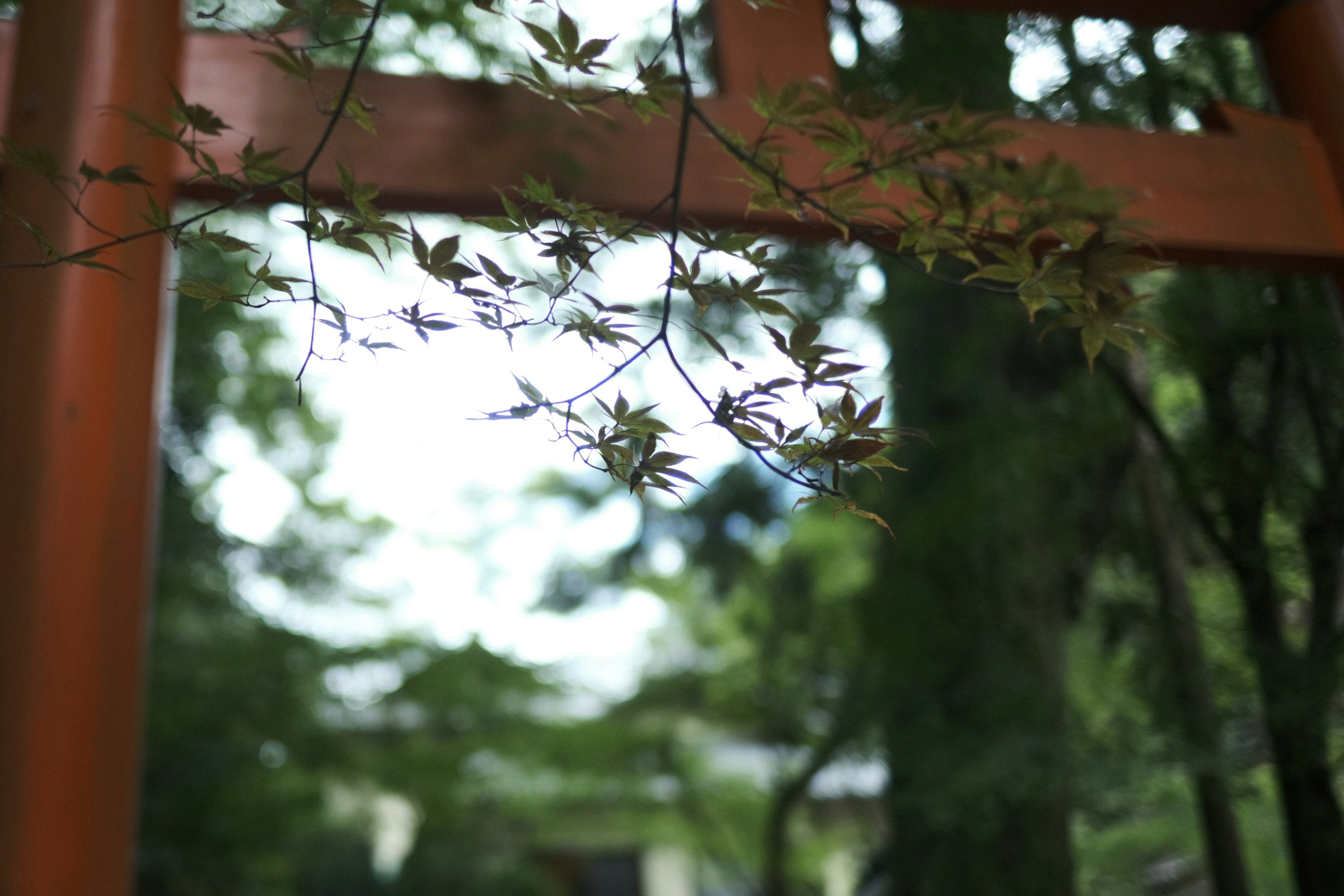 Japanese landscape featuring an orange torii gate and green leaves