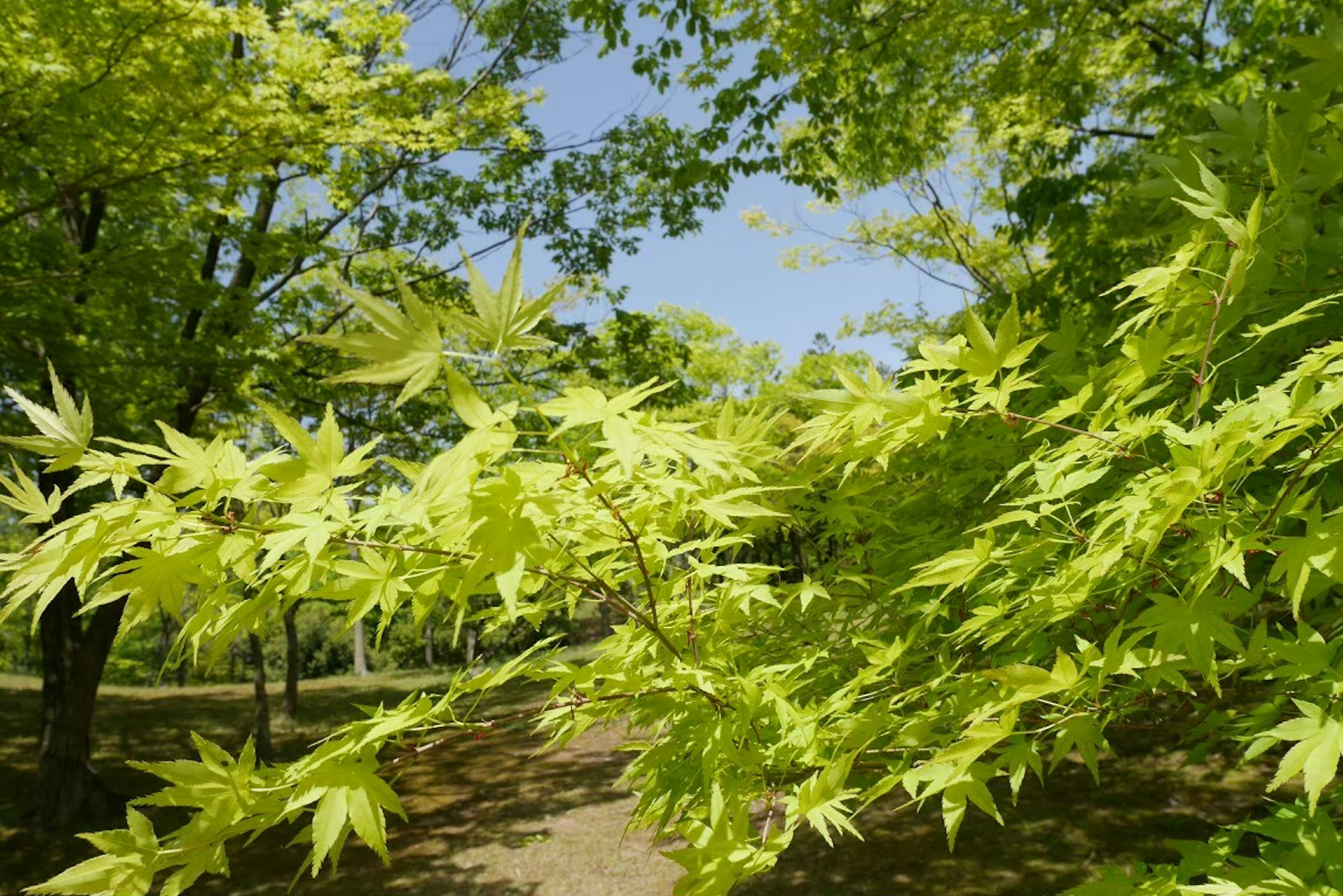 Maple branches with vibrant green leaves spread under a blue sky