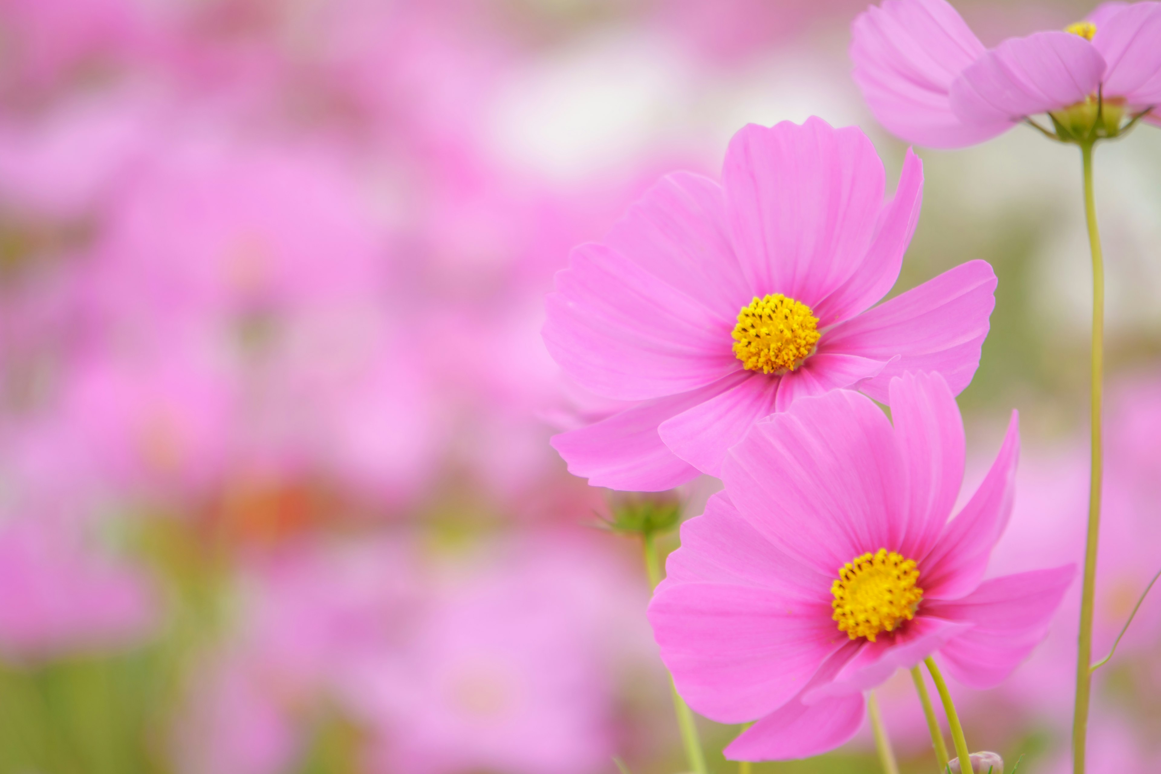 Bunga cosmos pink cerah mekar dengan latar belakang lembut