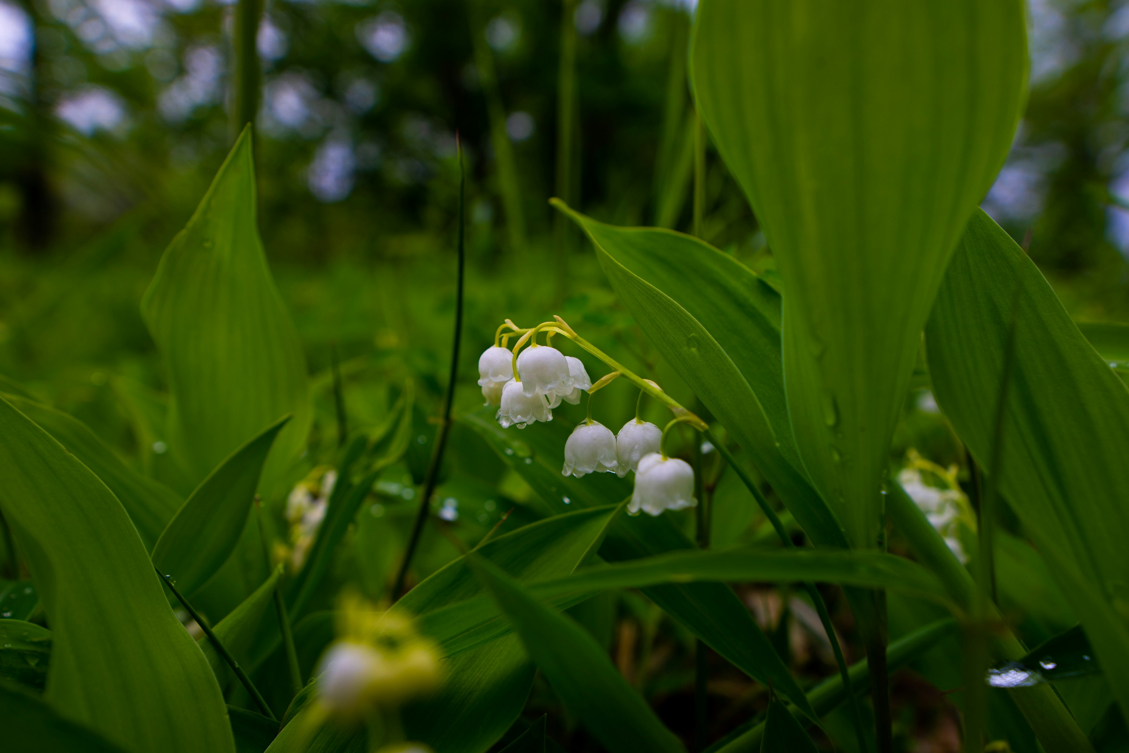 緑の葉の間に咲く白いスズランの花