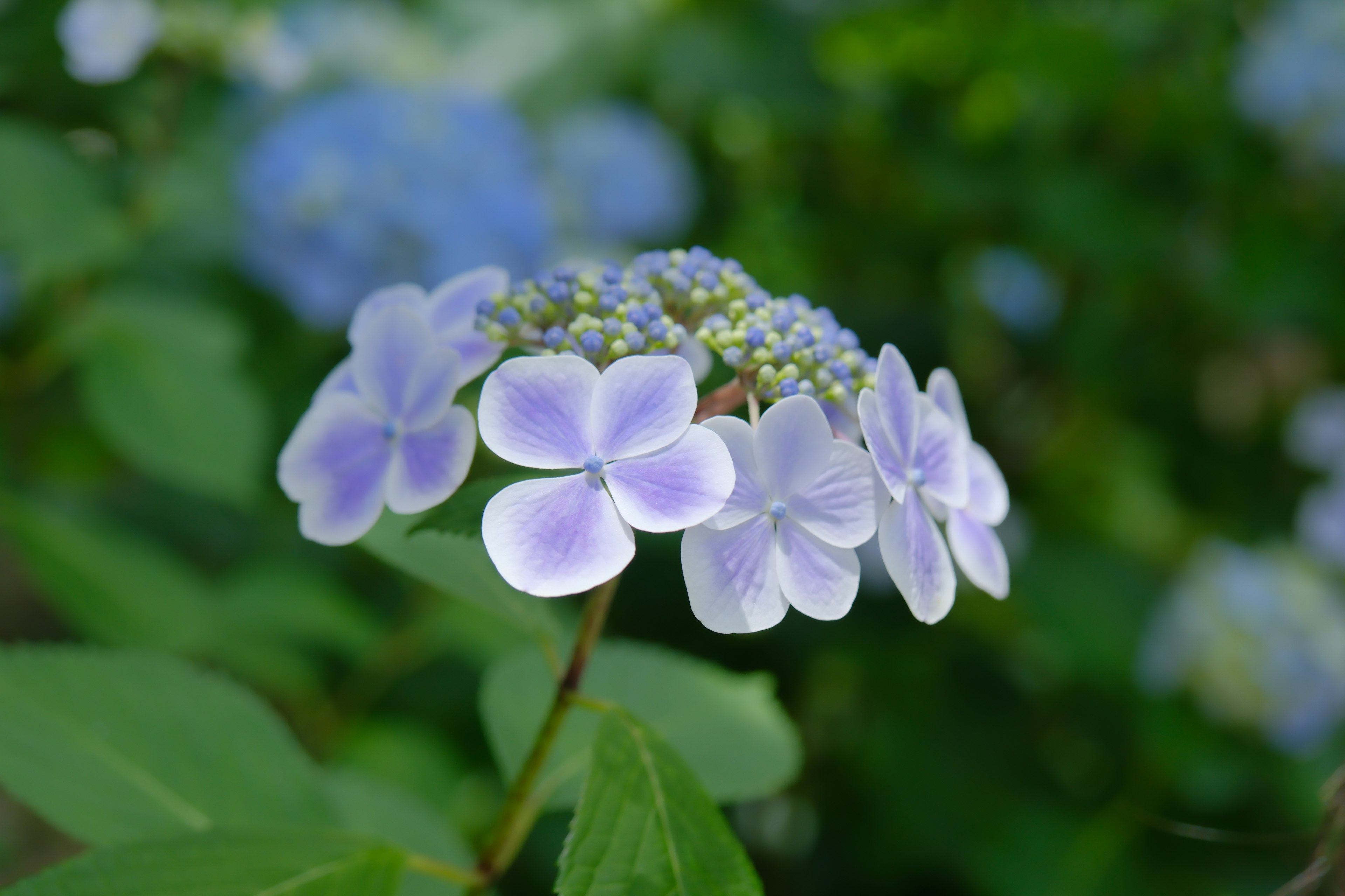 Fleurs bleues et violettes en pleine floraison