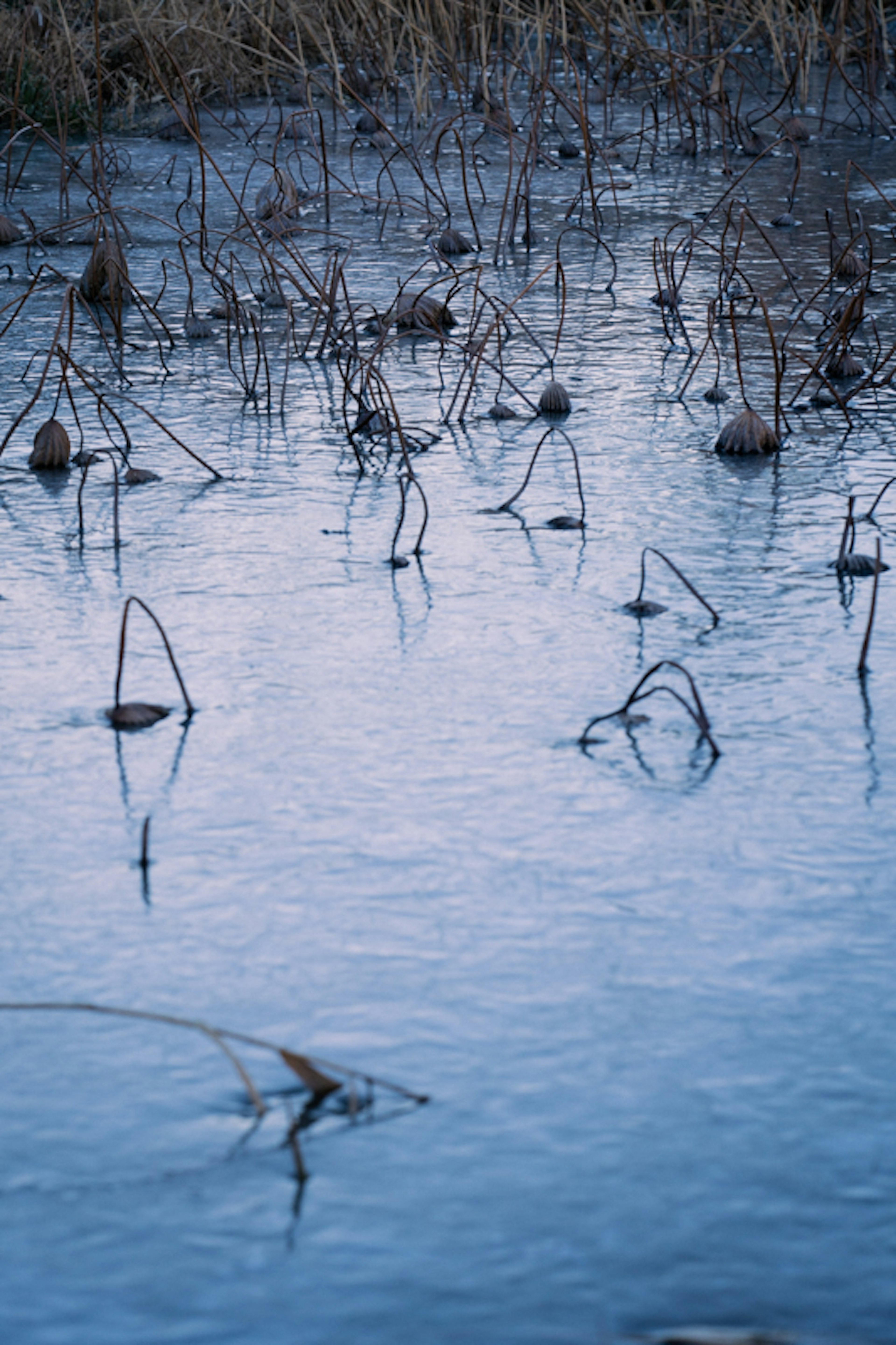 Still water reflecting dried plants and blue hues