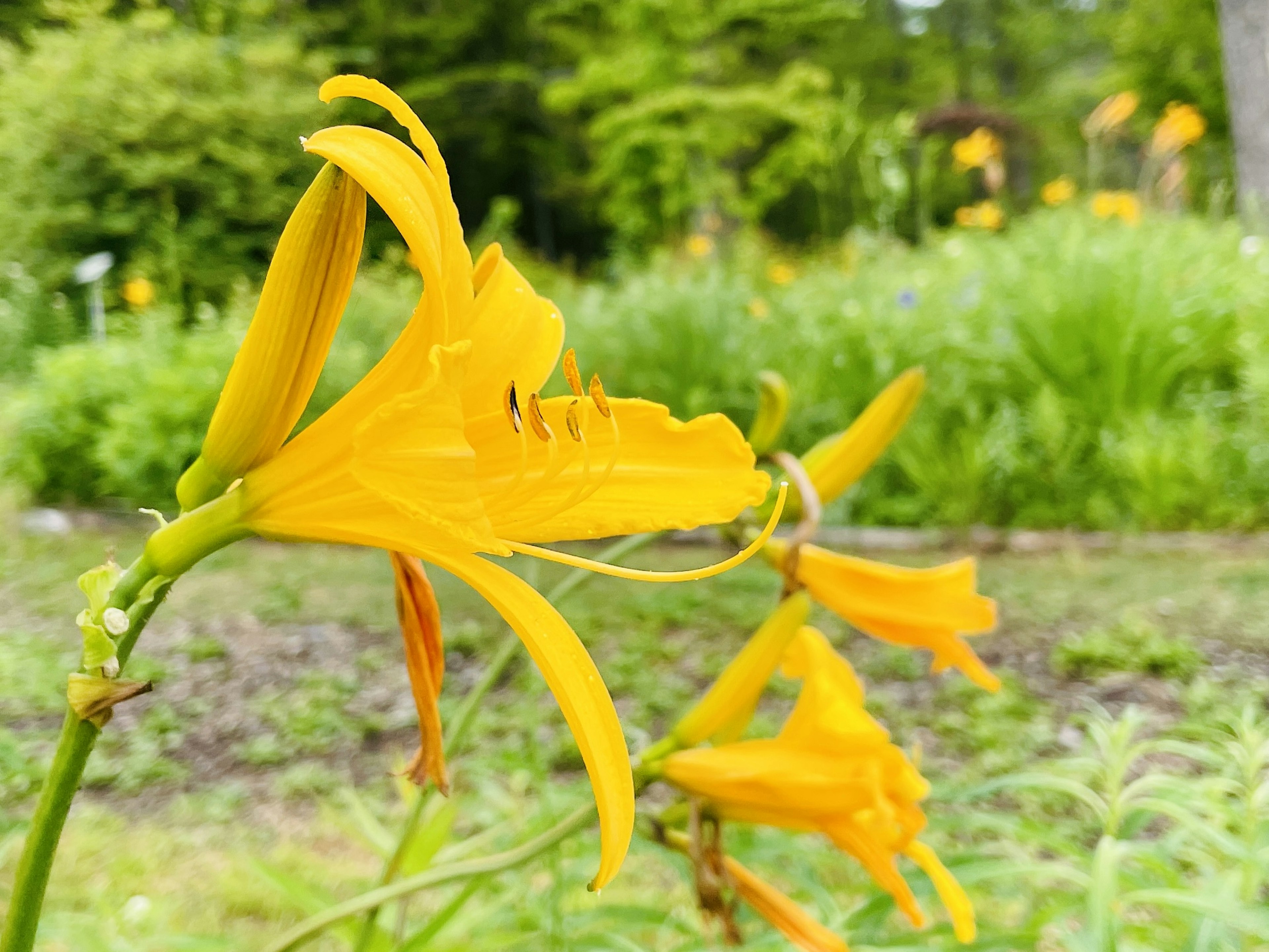 鮮やかな黄色の花が咲いている庭の景色