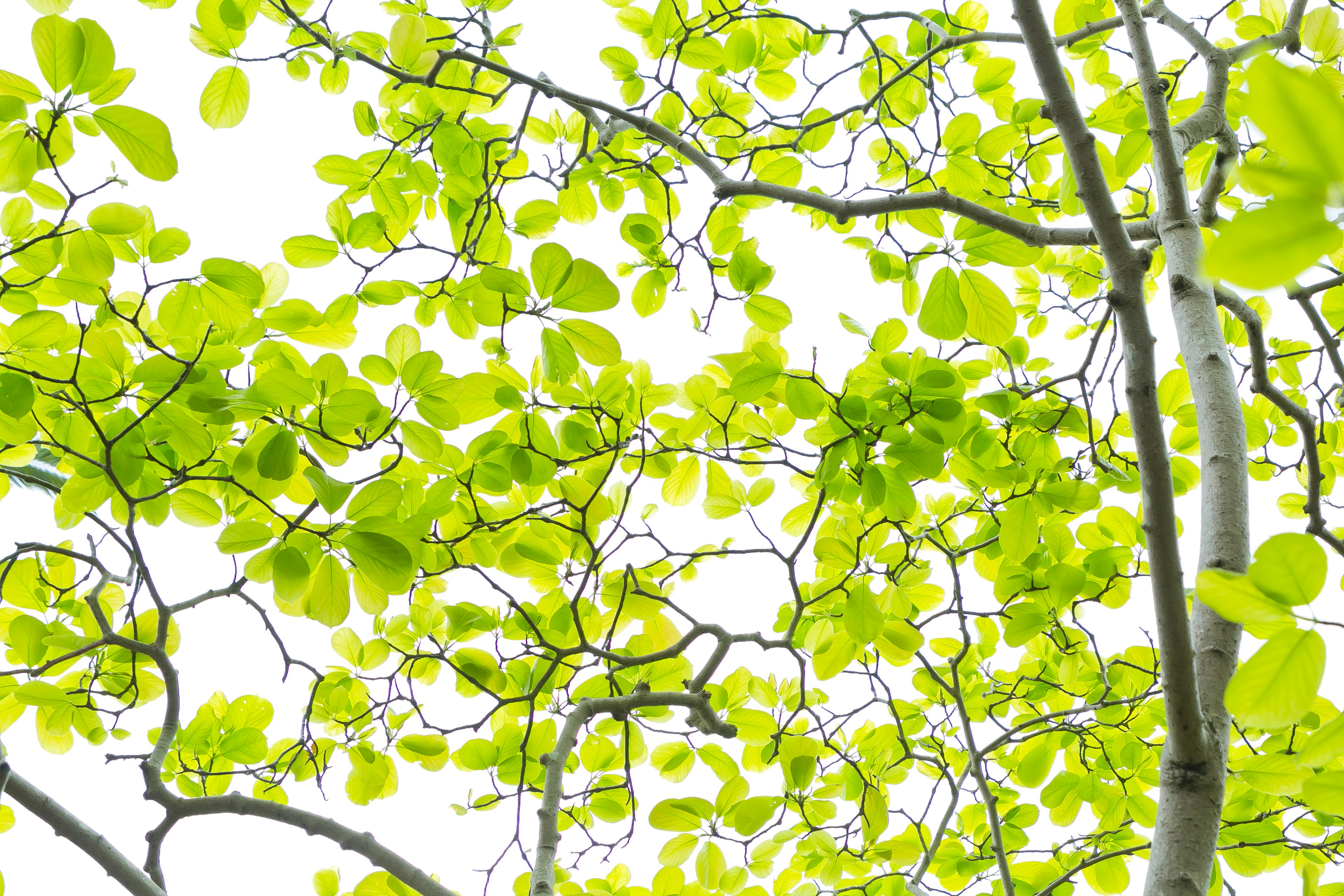 Vue d'en bas des branches d'arbre avec des feuilles vertes vives