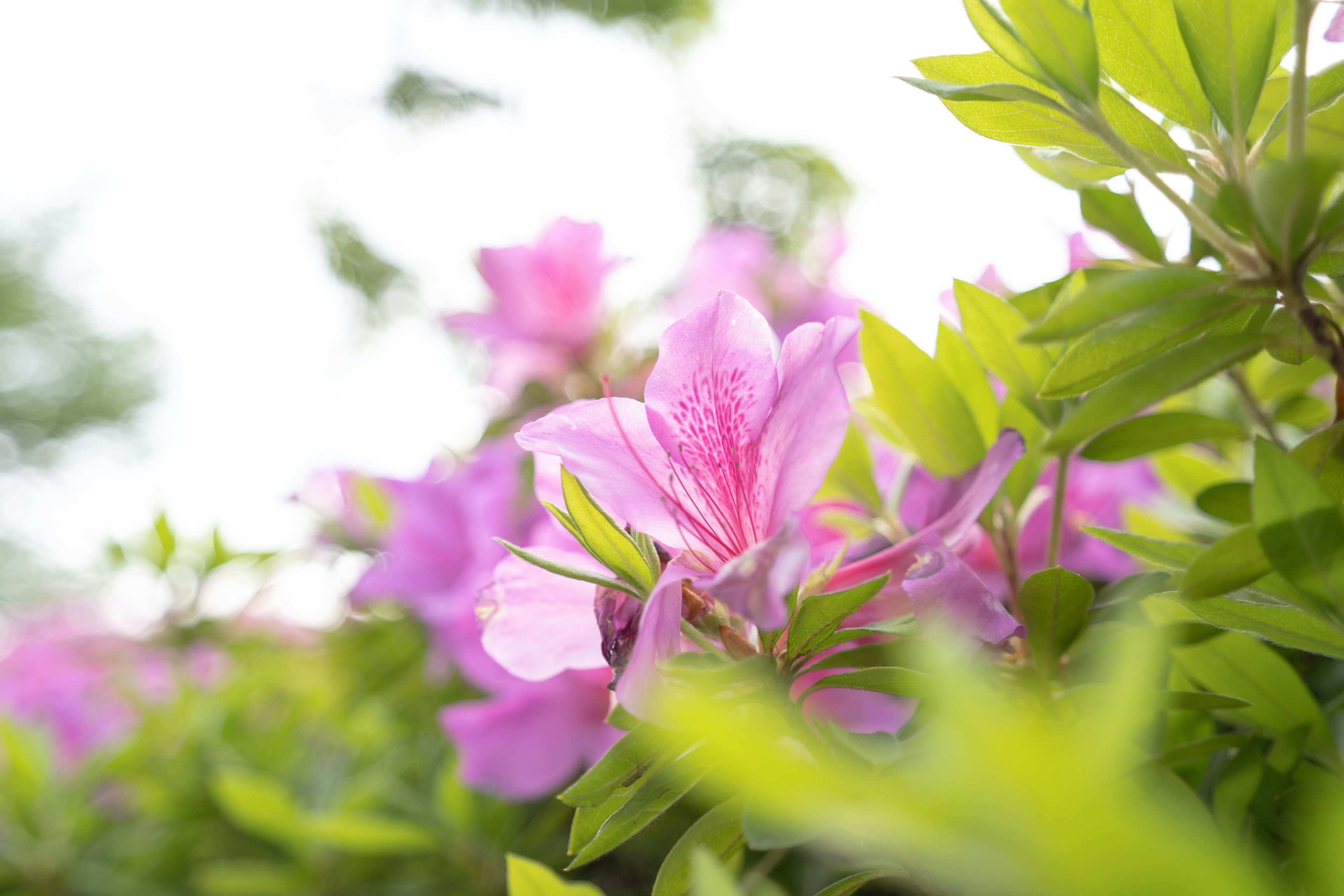 Close-up of pink azalea flowers against a bright background with lush green leaves