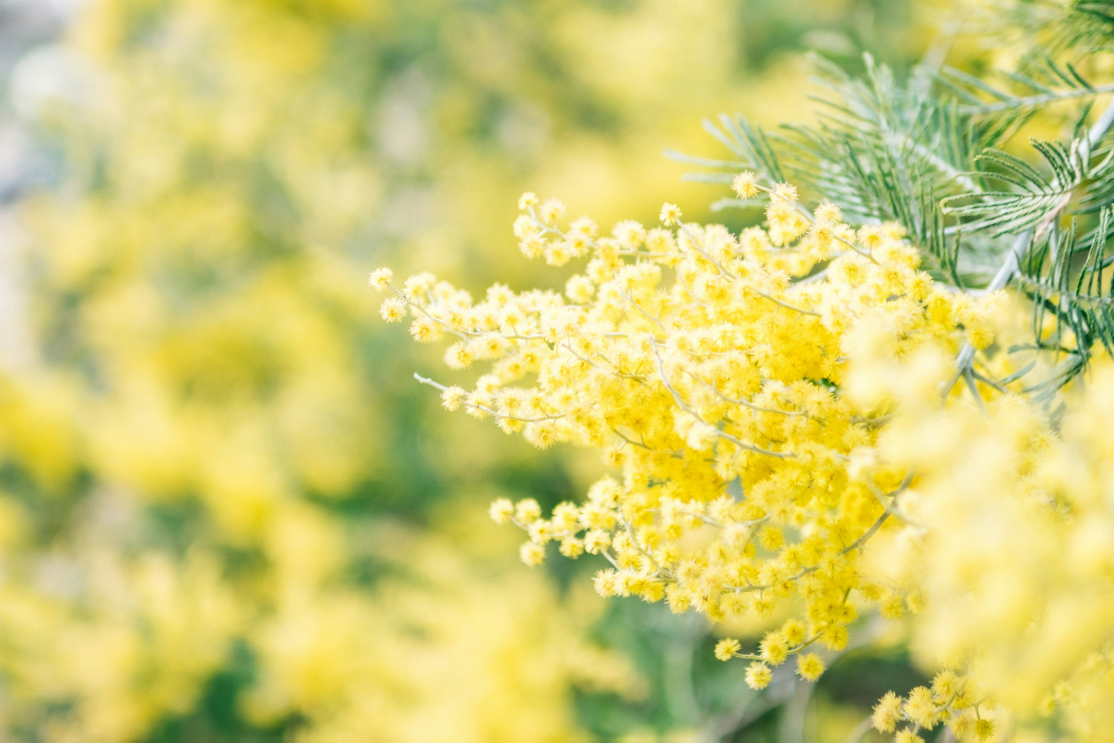 黄色のミモザの花が咲いている風景