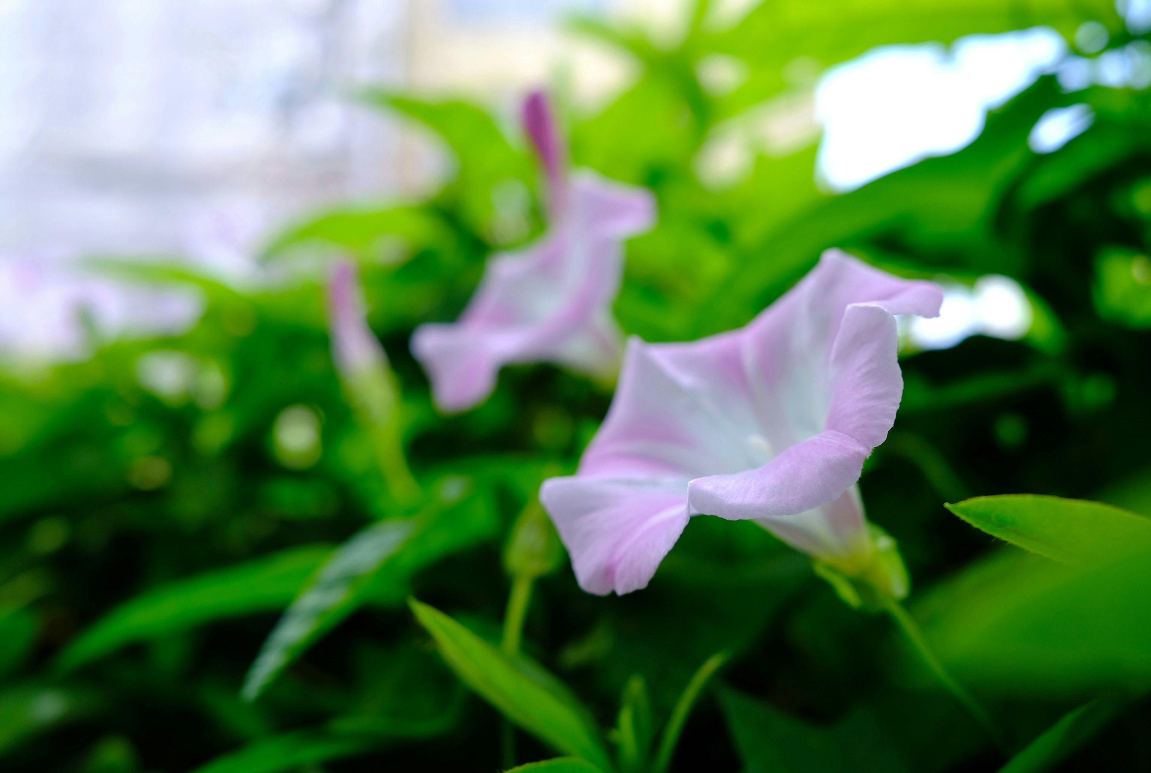 Primo piano di fiori viola pallido tra foglie verdi