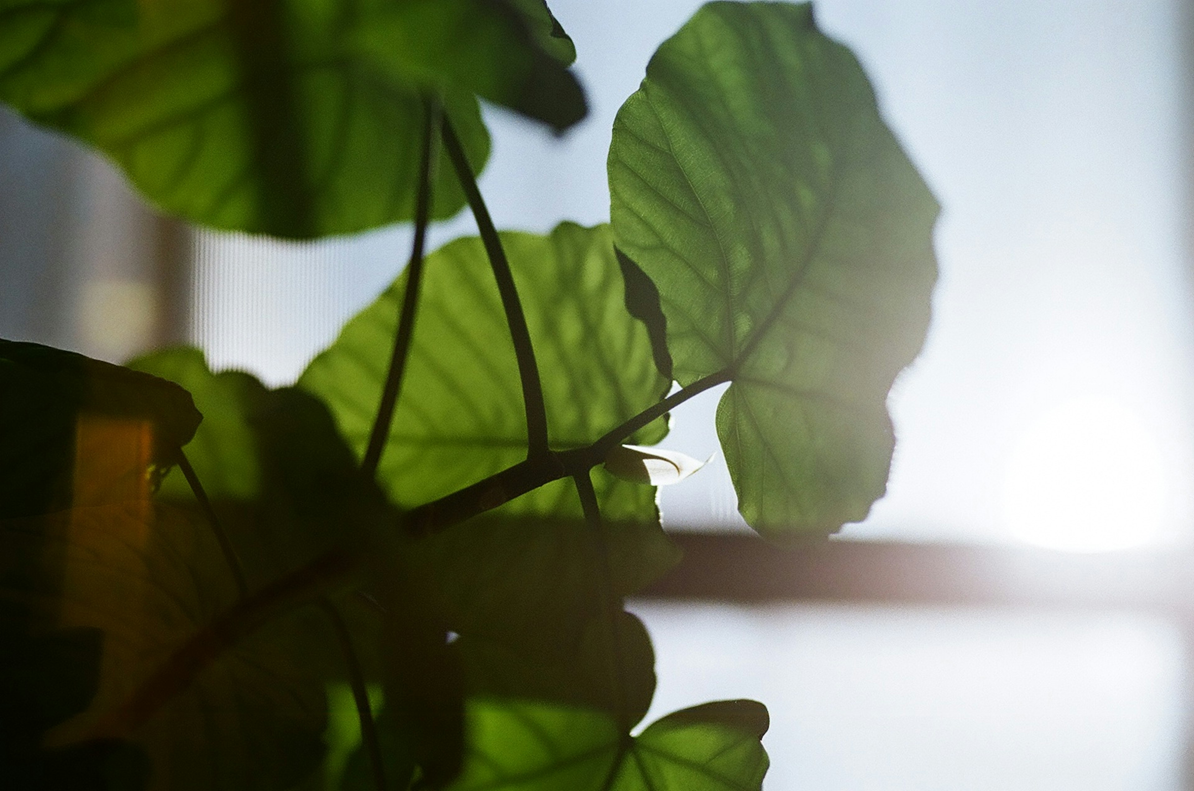 葉っぱの透過光が美しい室内植物のクローズアップ