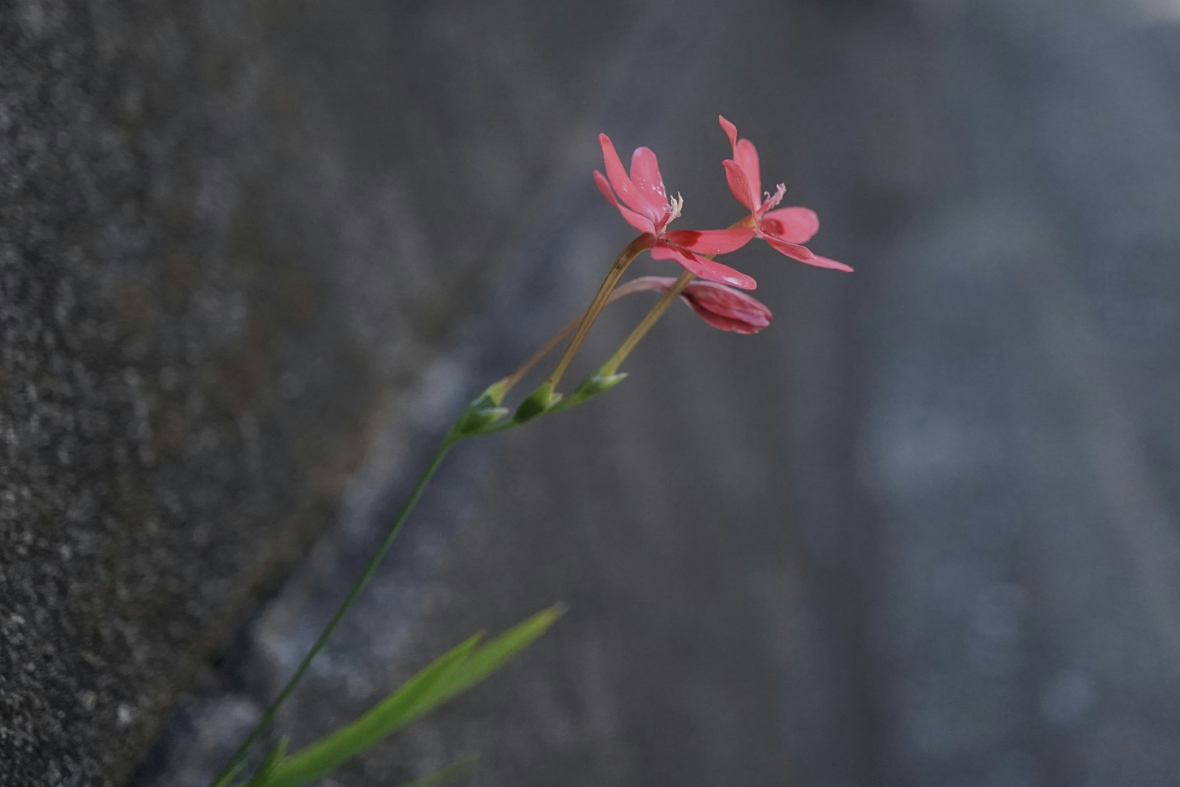 Primer plano de pequeñas flores rosas creciendo contra una pared