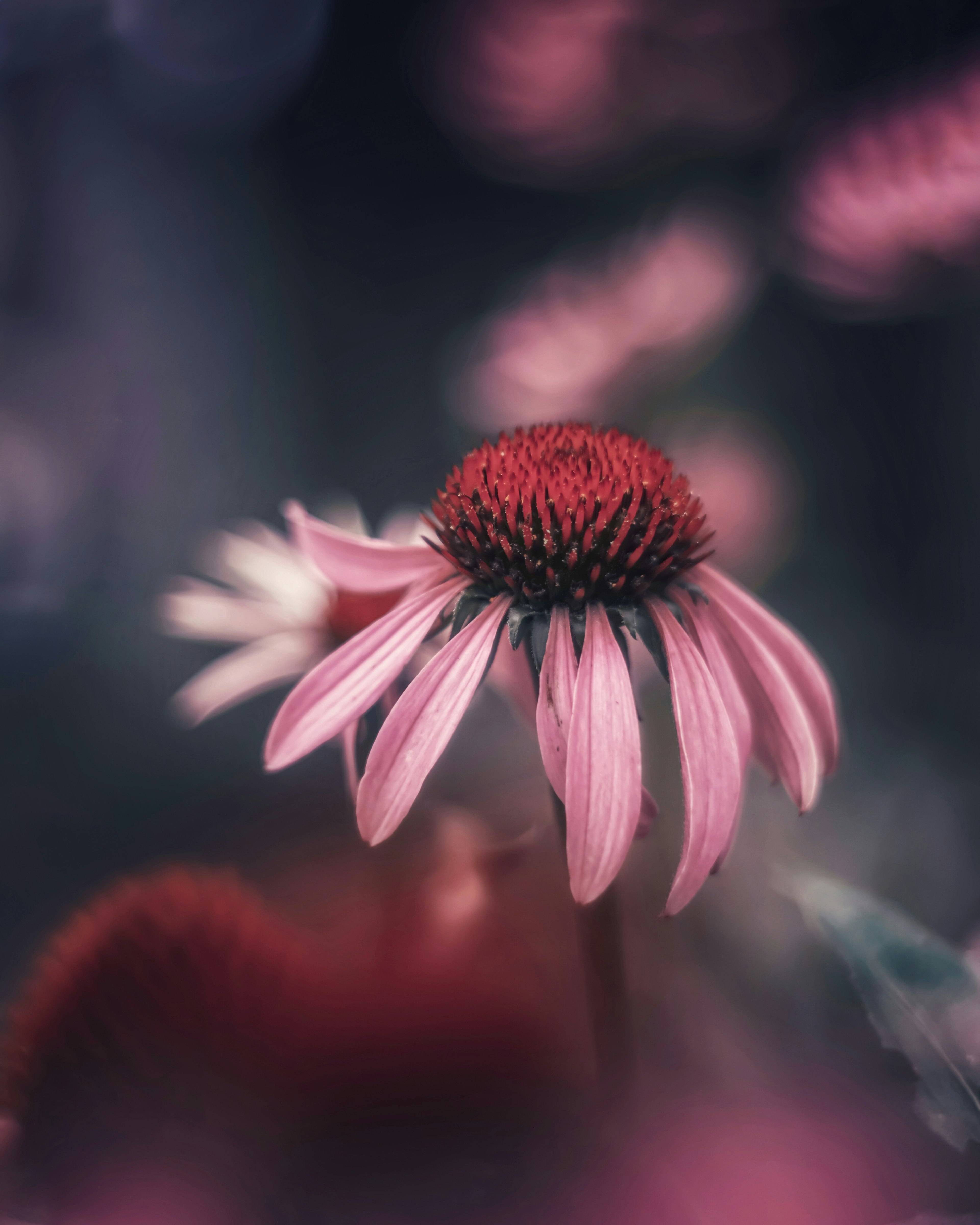 Una hermosa flor rosa con un centro prominente y un fondo borroso