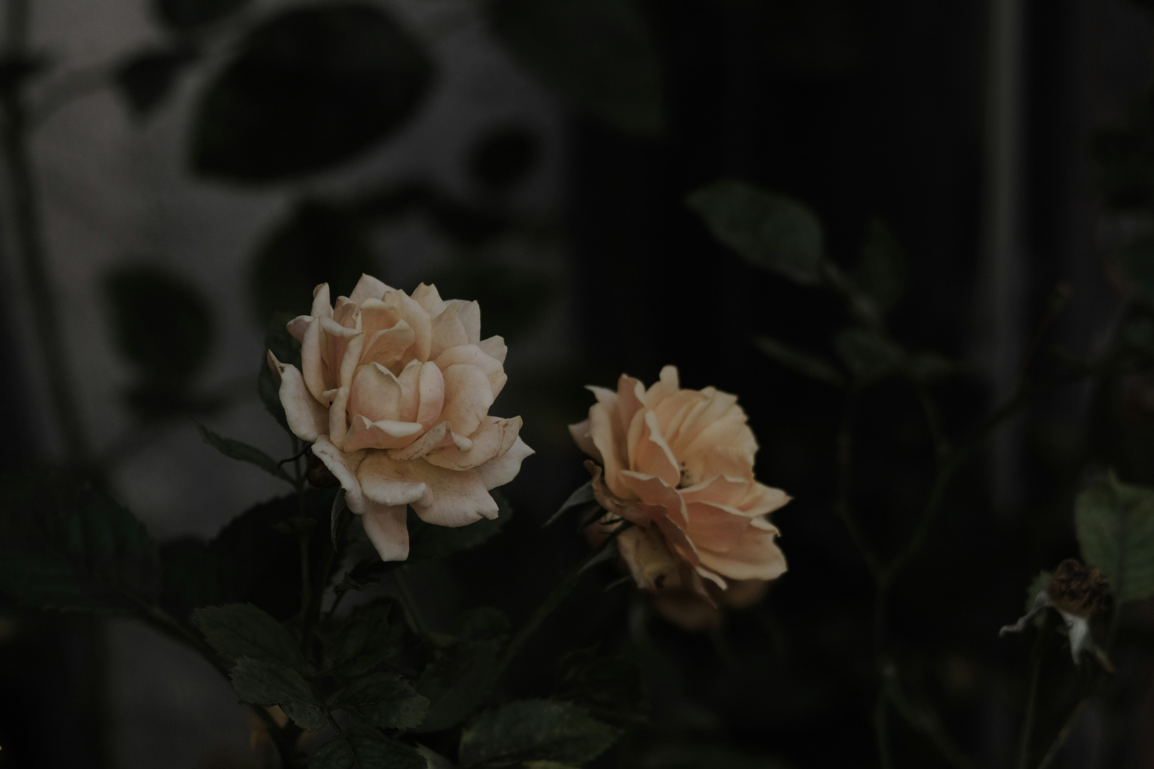 Pale roses blooming against a dark background