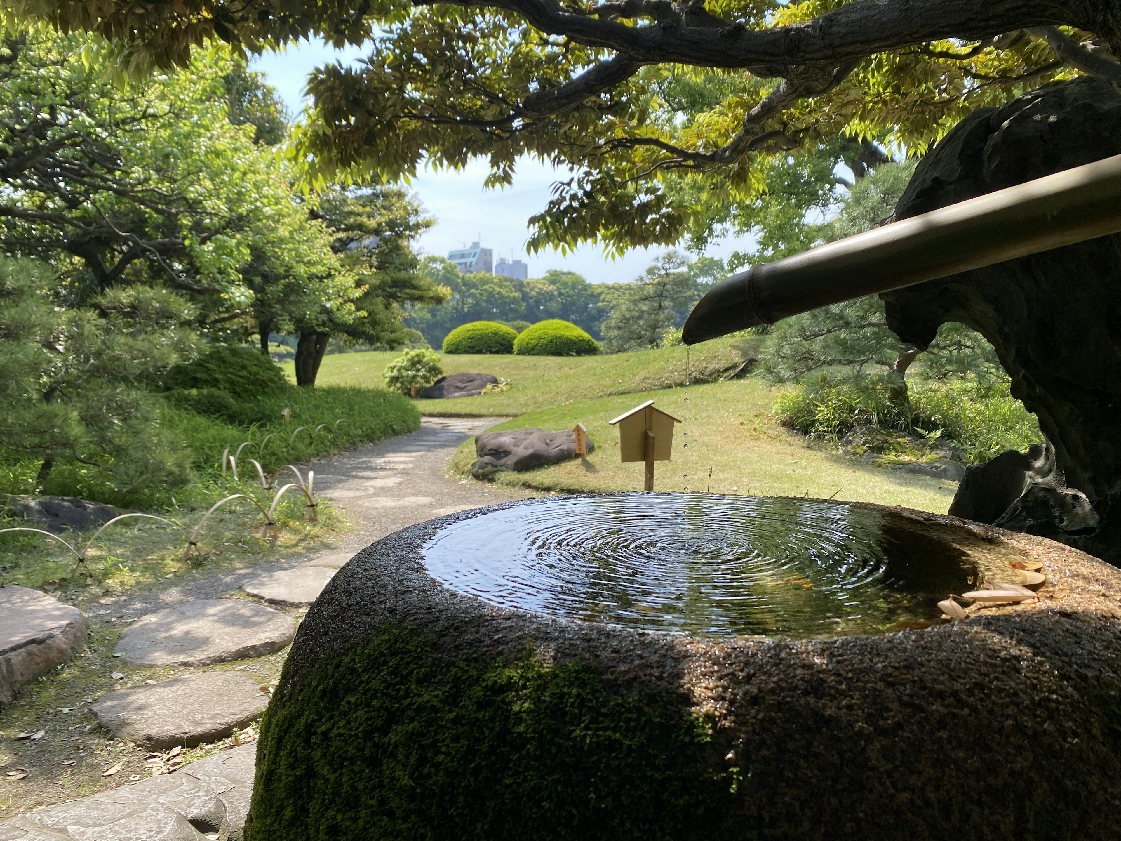 Pemandangan taman Jepang yang tenang air menetes ke dalam baskom batu pepohonan hijau rimbun dan halaman terawat