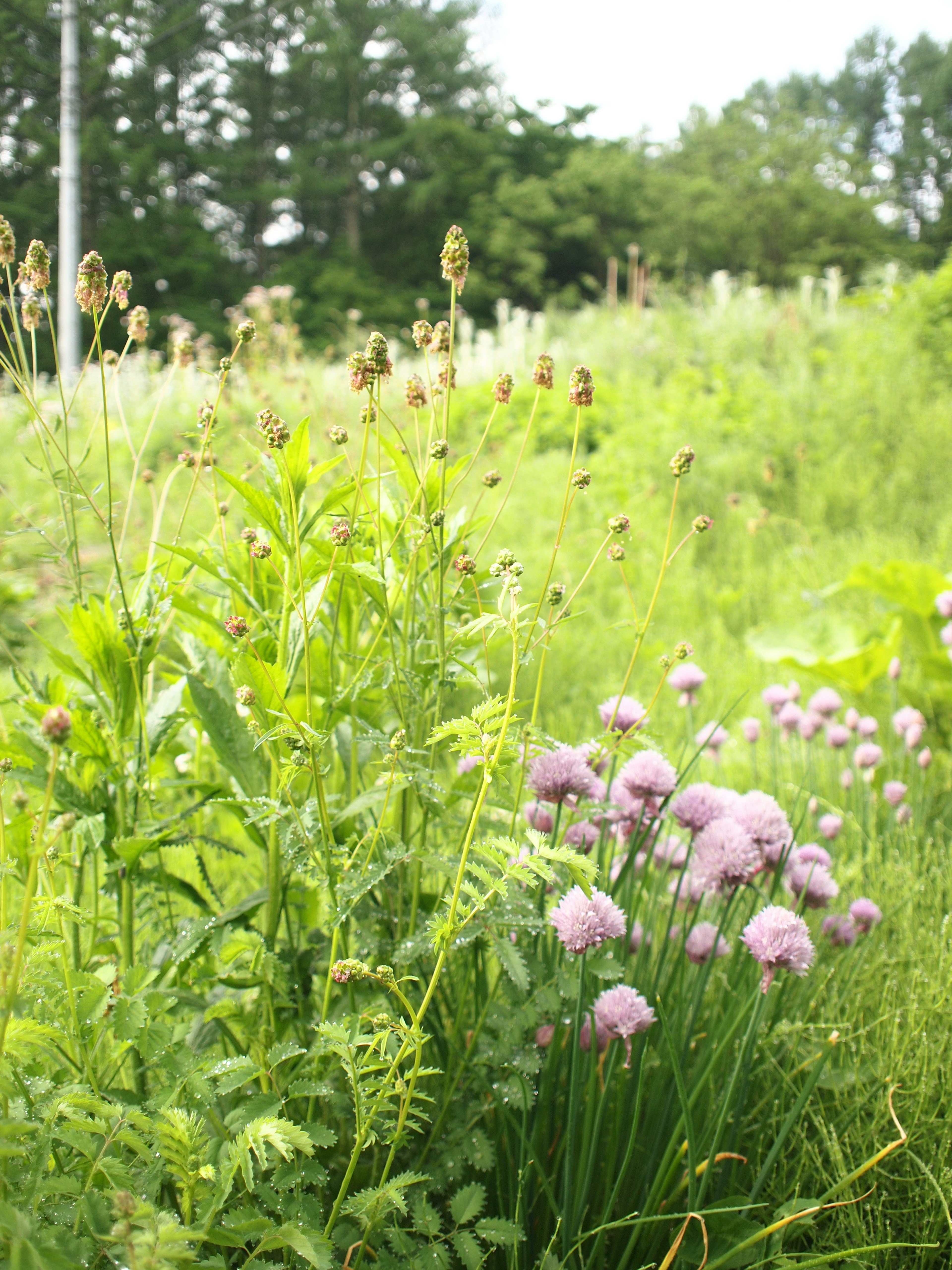 Lush green meadow featuring purple flowers and various plants