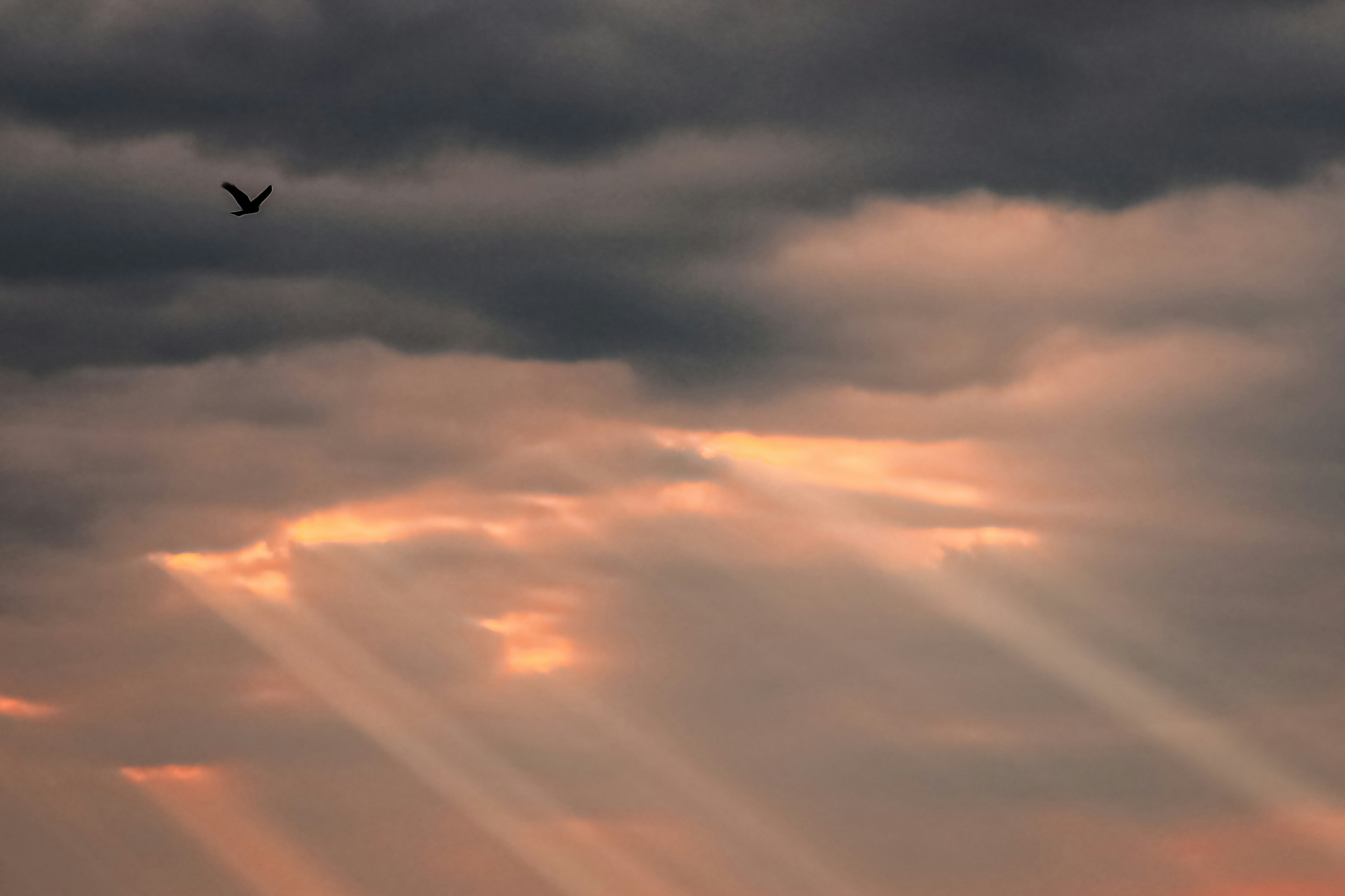 A scene of rays of light breaking through cloudy skies with a bird flying