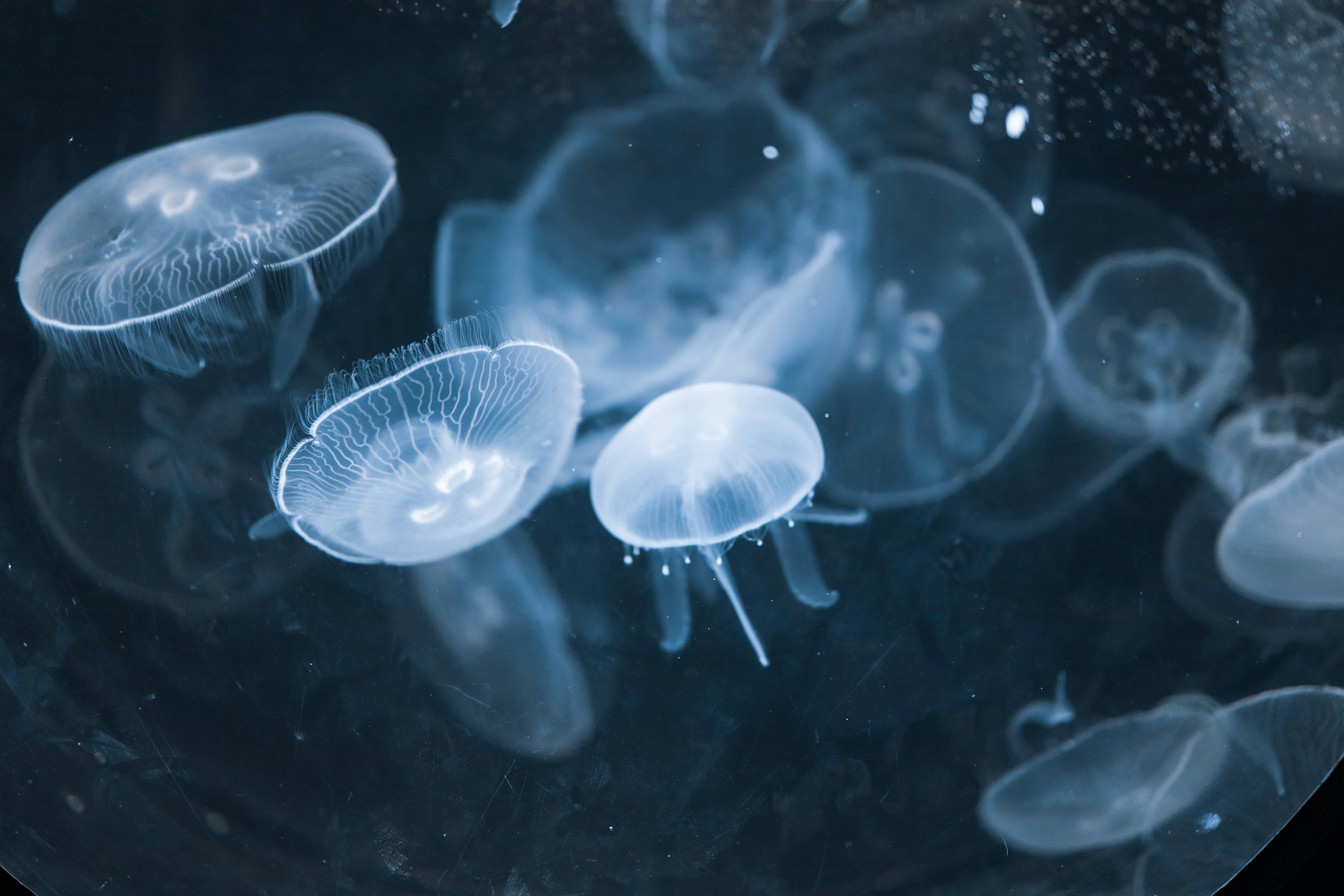 Un grupo de medusas nadando en agua azul