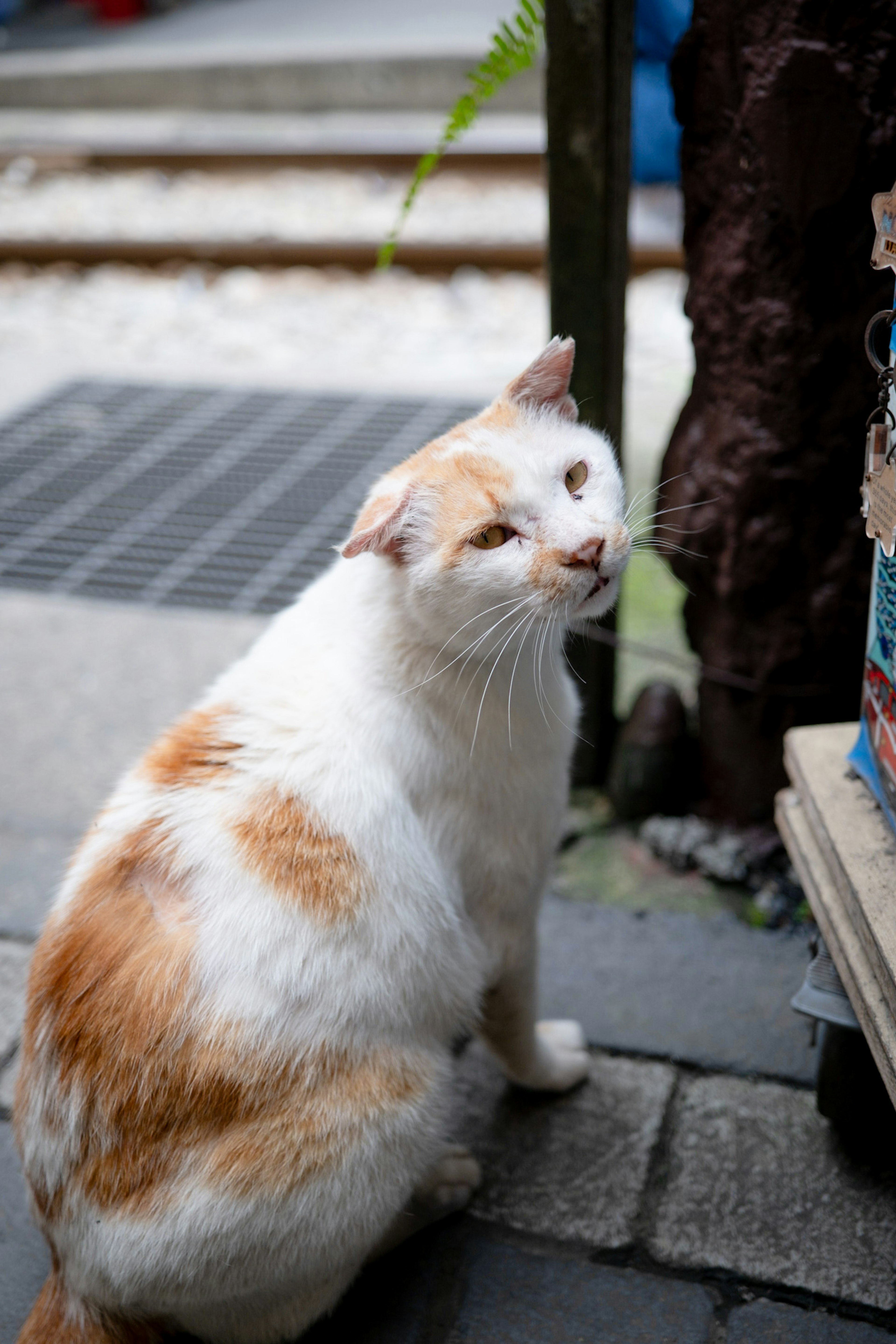 Un gato con patrón blanco y naranja sentado en un entorno exterior pintoresco