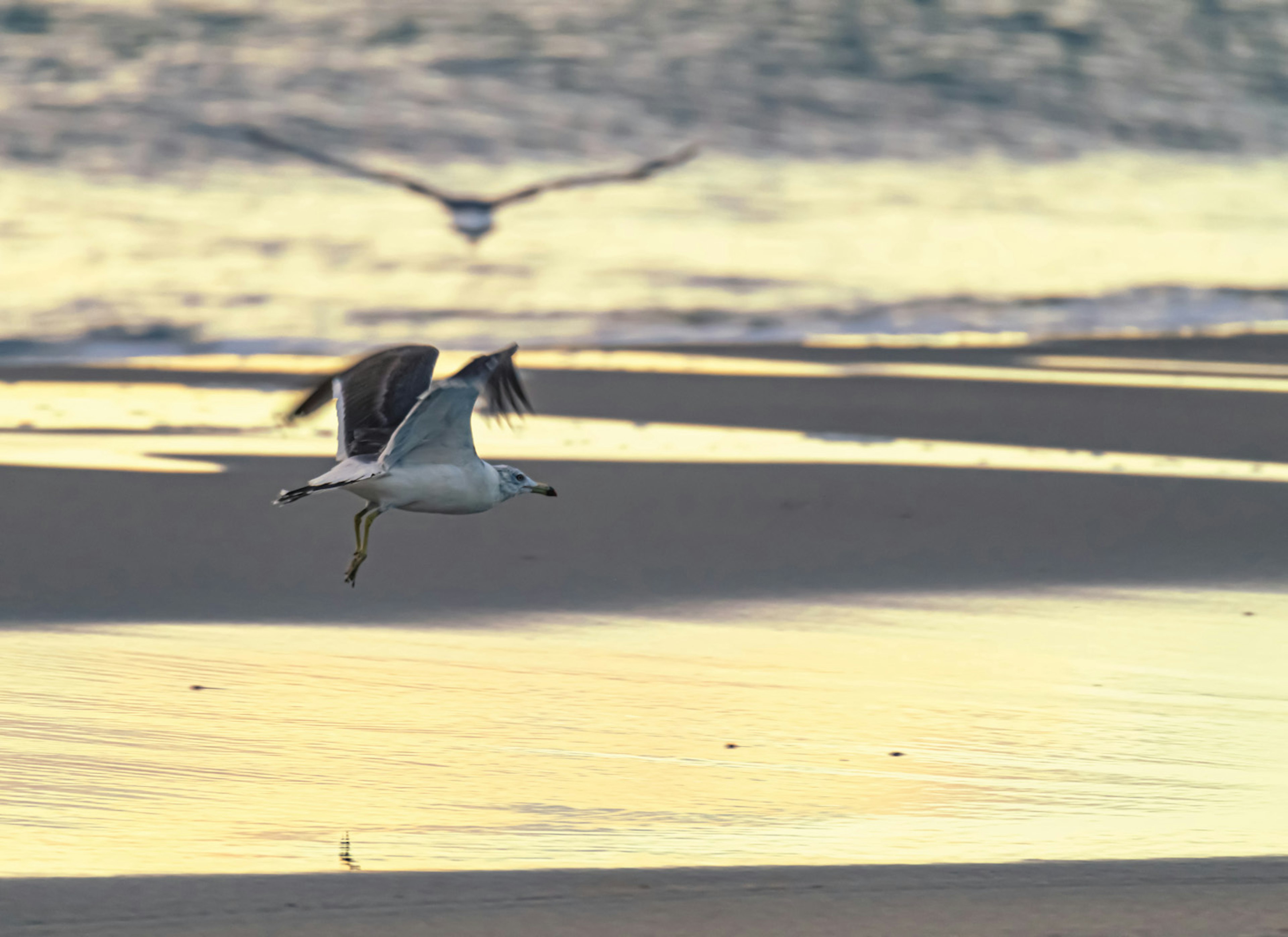 Möwe fliegt über den Strand mit Wellen im Hintergrund