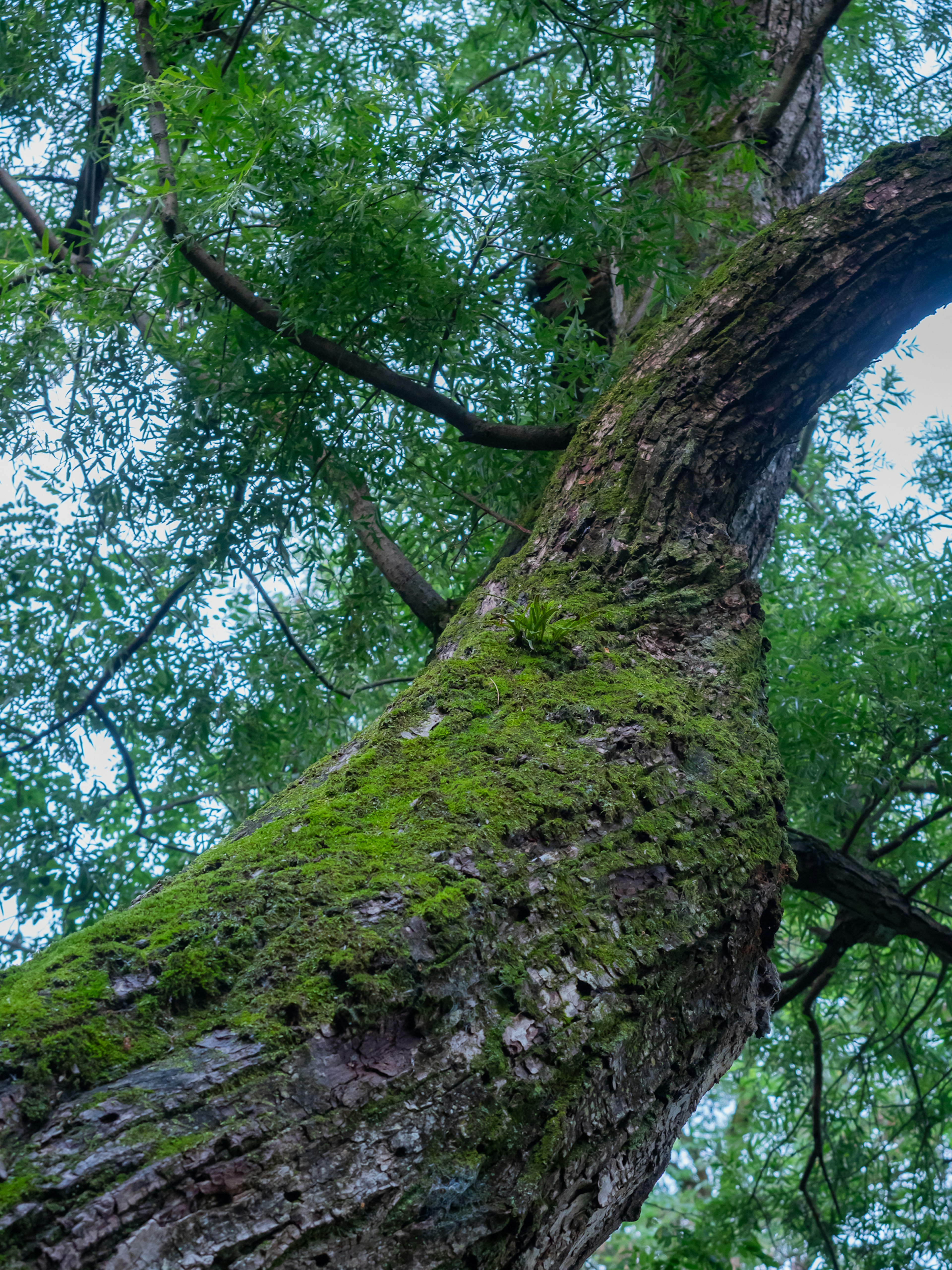 Primo piano di un grande tronco d'albero coperto di muschio con foglie verdi lussureggianti