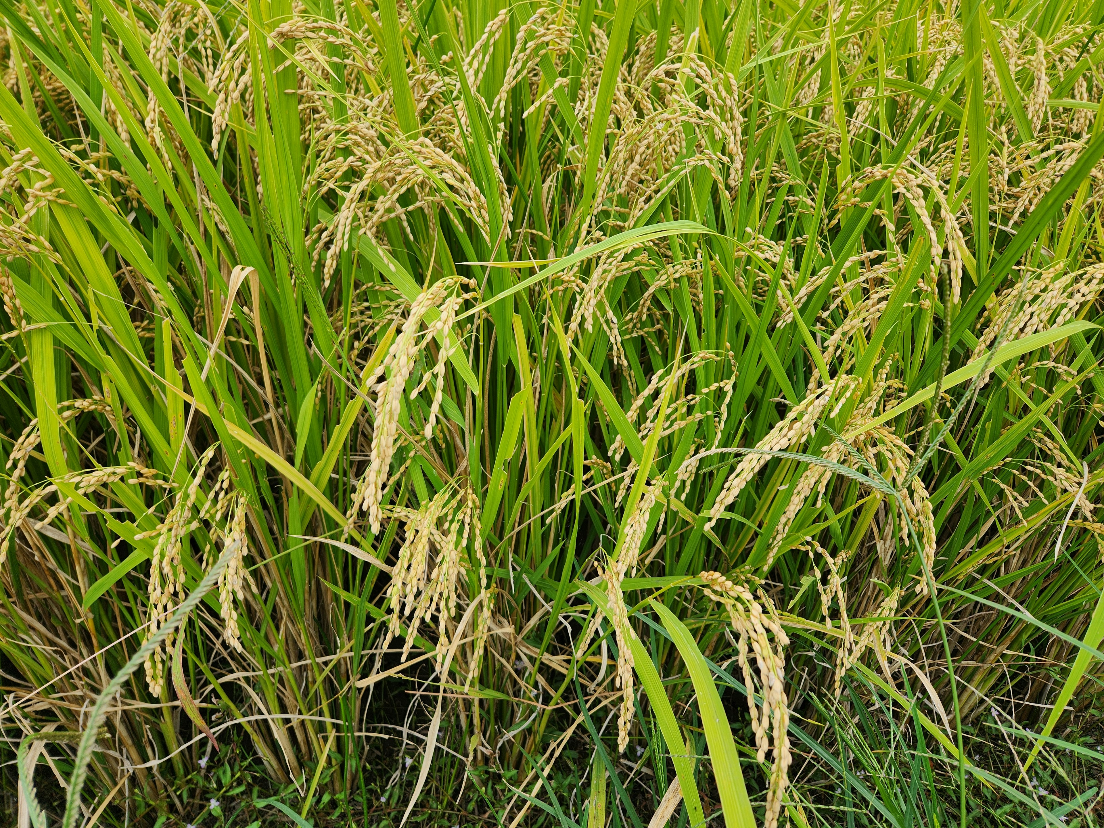 Tanaman padi subur dengan daun hijau dan biji emas