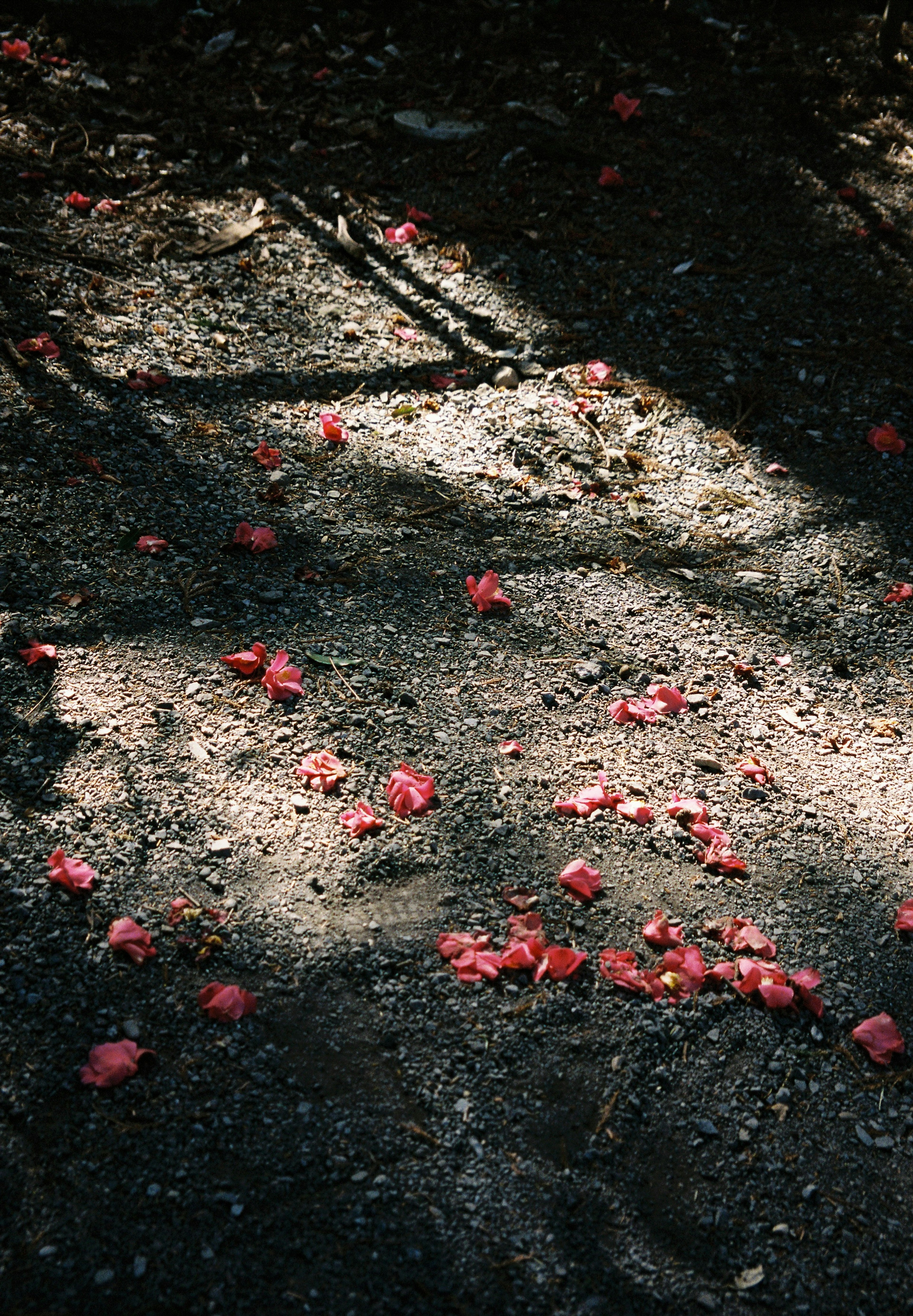 Scattered red flower petals on a shadowy ground