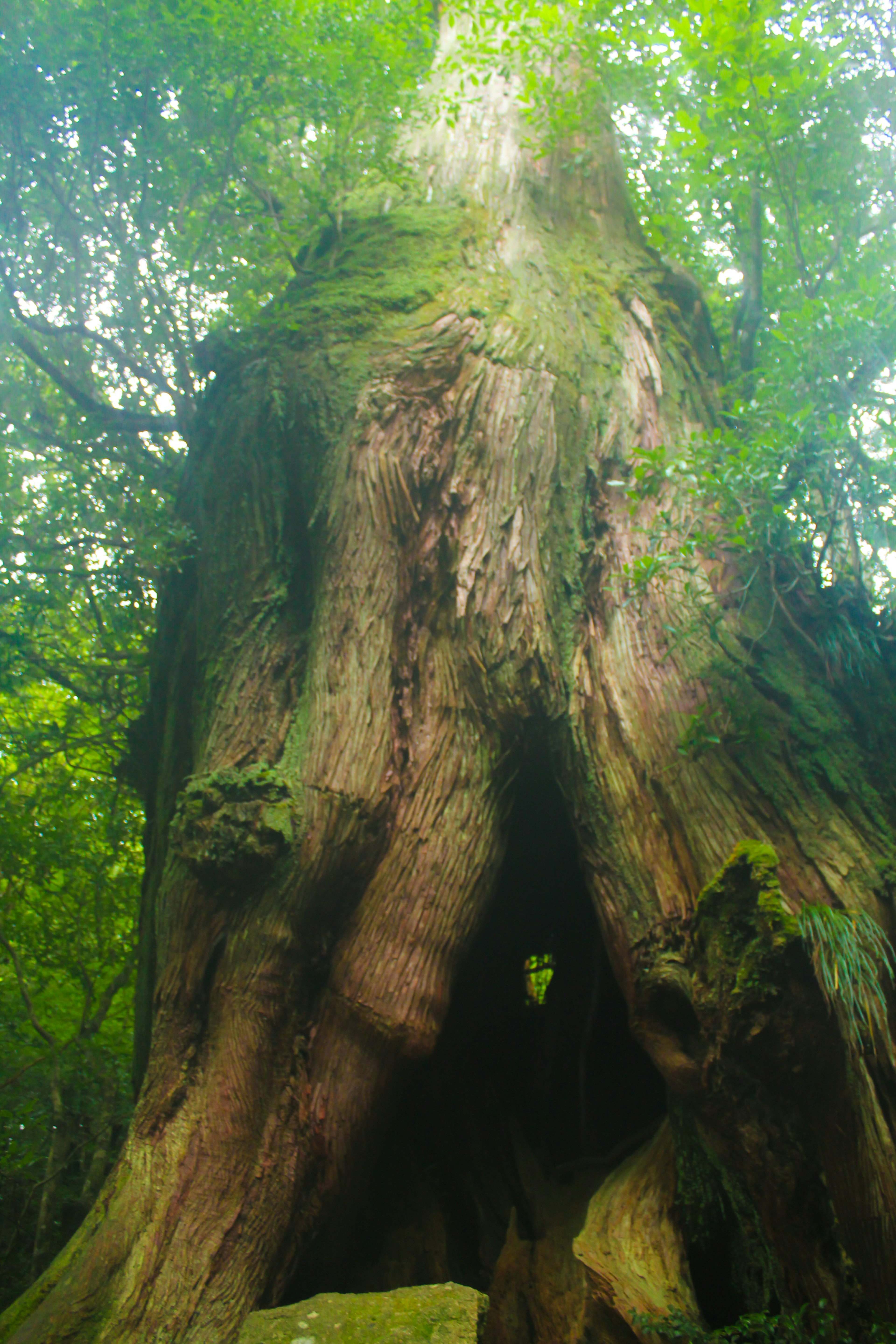 Tronco di albero antico circondato da fogliame verdeggiante in una foresta