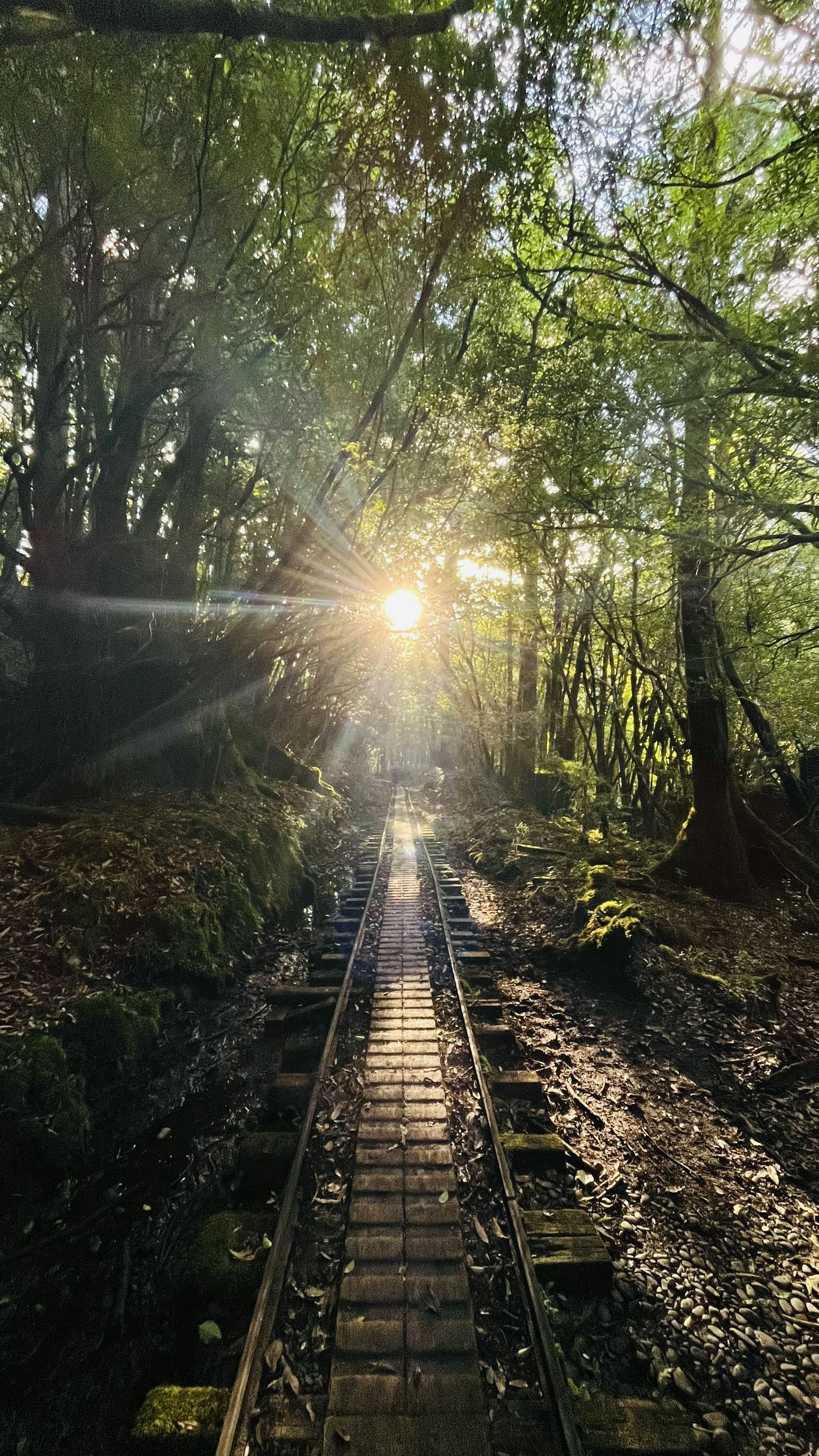 Wooden railway tracks in a lush forest with sunlight shining through