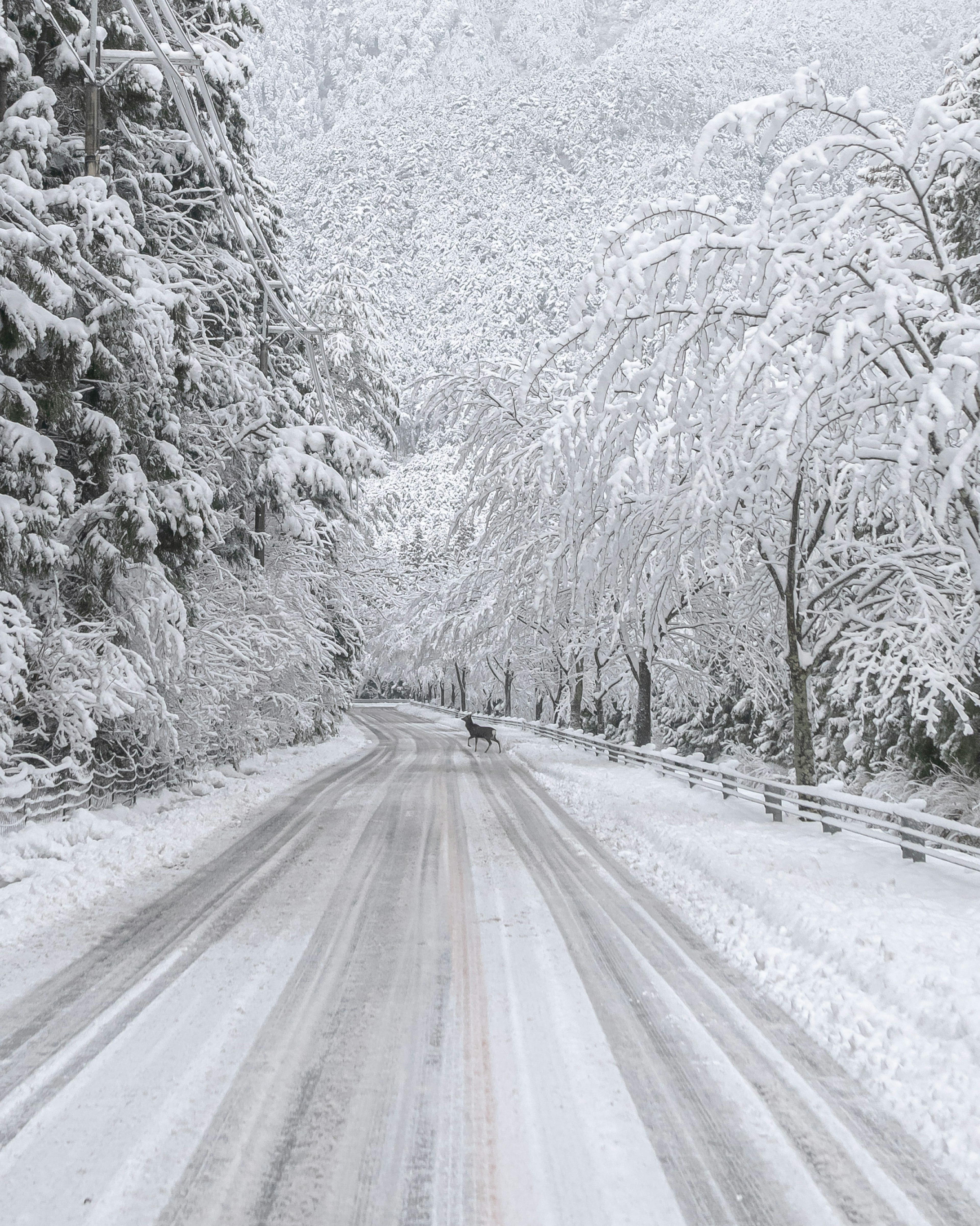 被雪覆盖的道路和冬季景观的树木