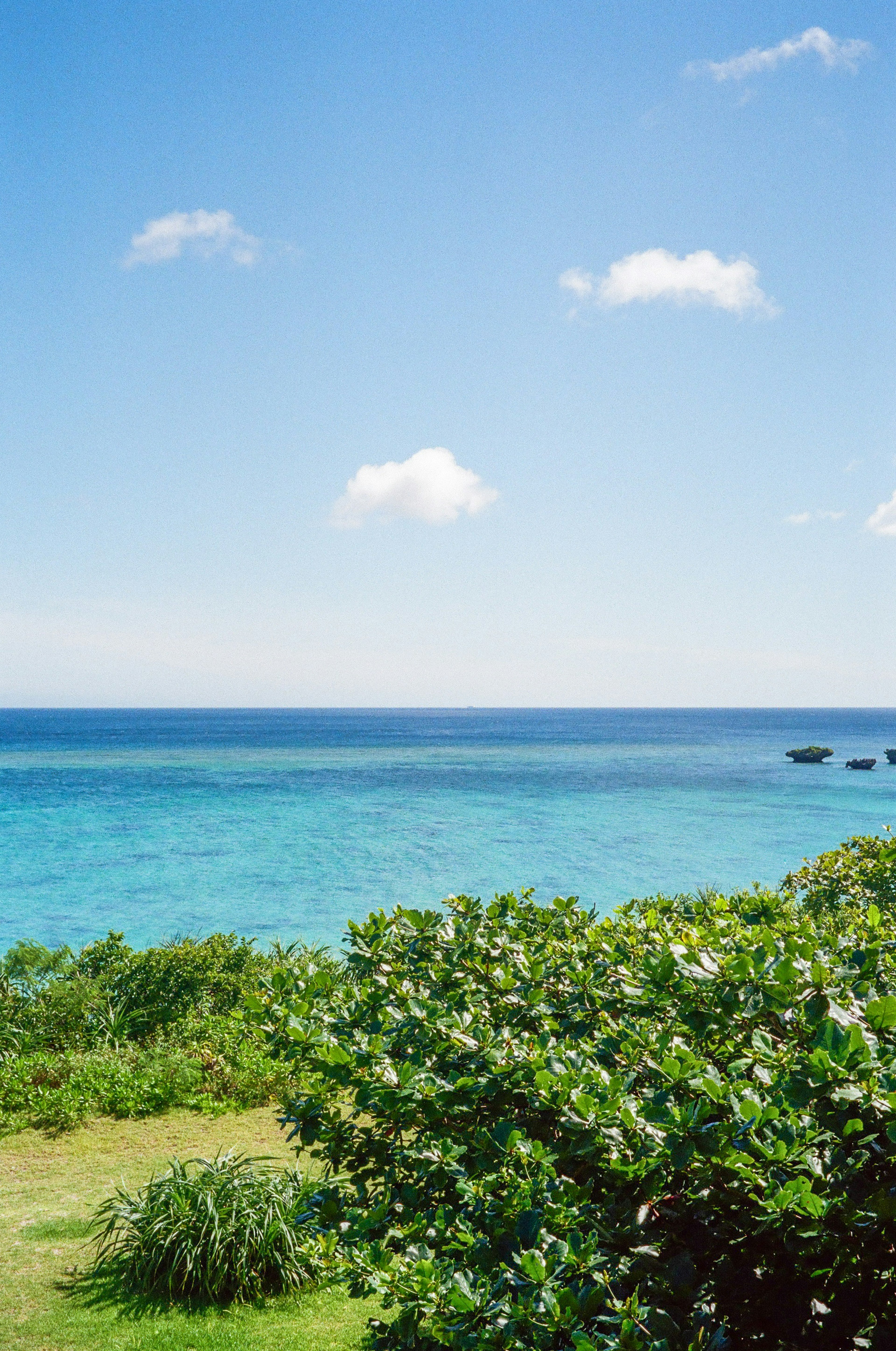 Vibrant blue ocean and sky with lush green plants in the foreground and white clouds above