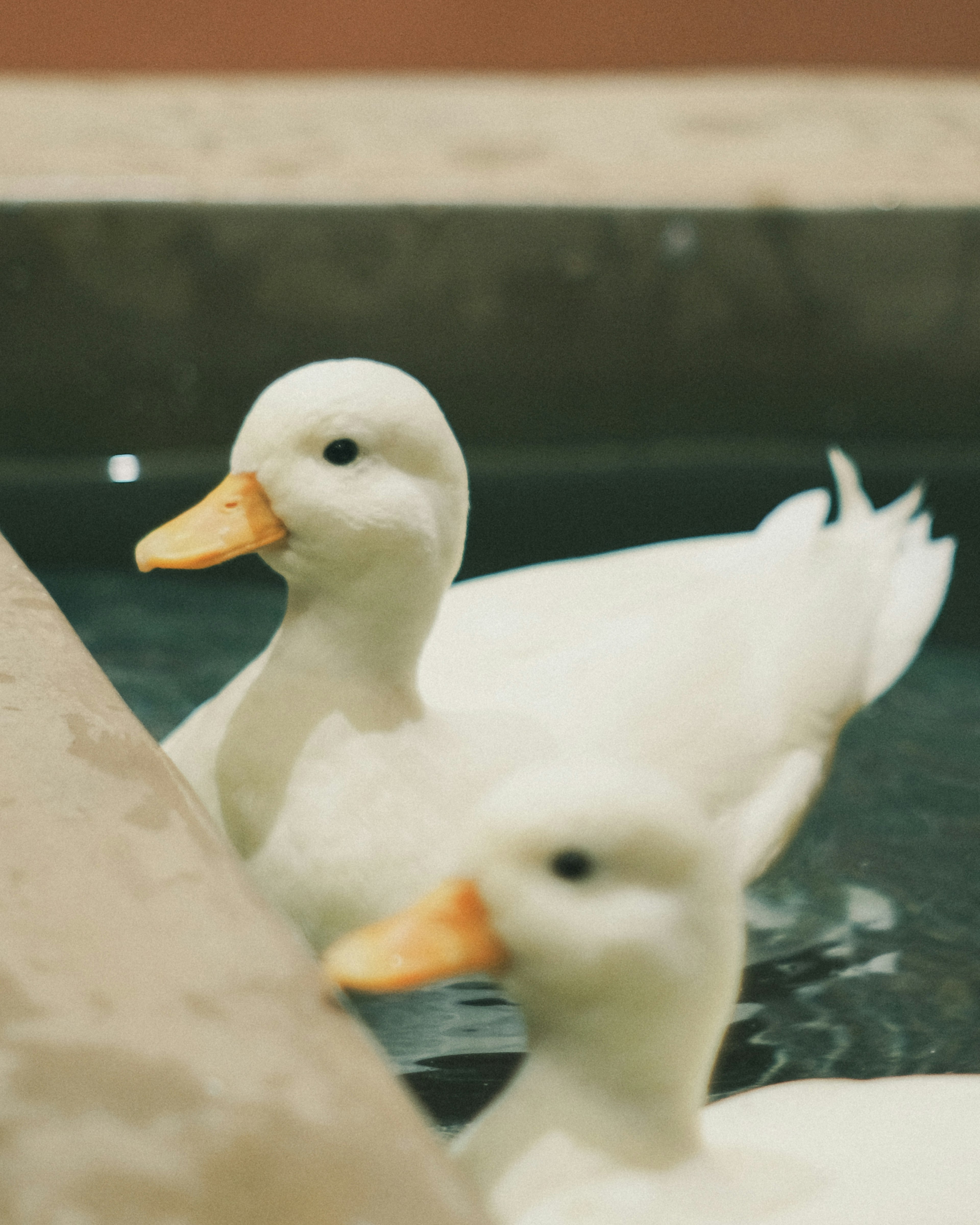 Deux canards blancs nageant dans l'eau