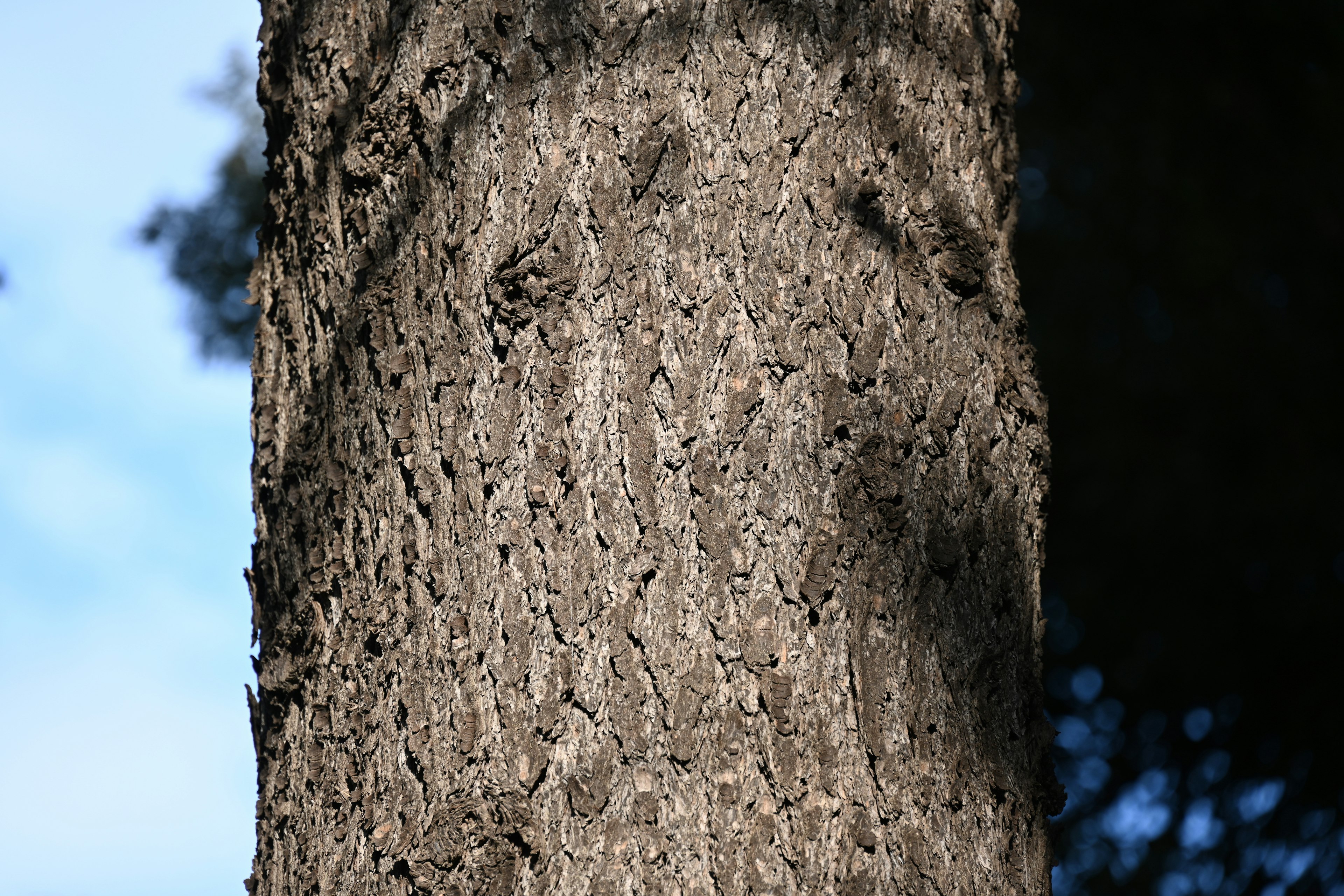 Detailed texture and shadow on a tree trunk