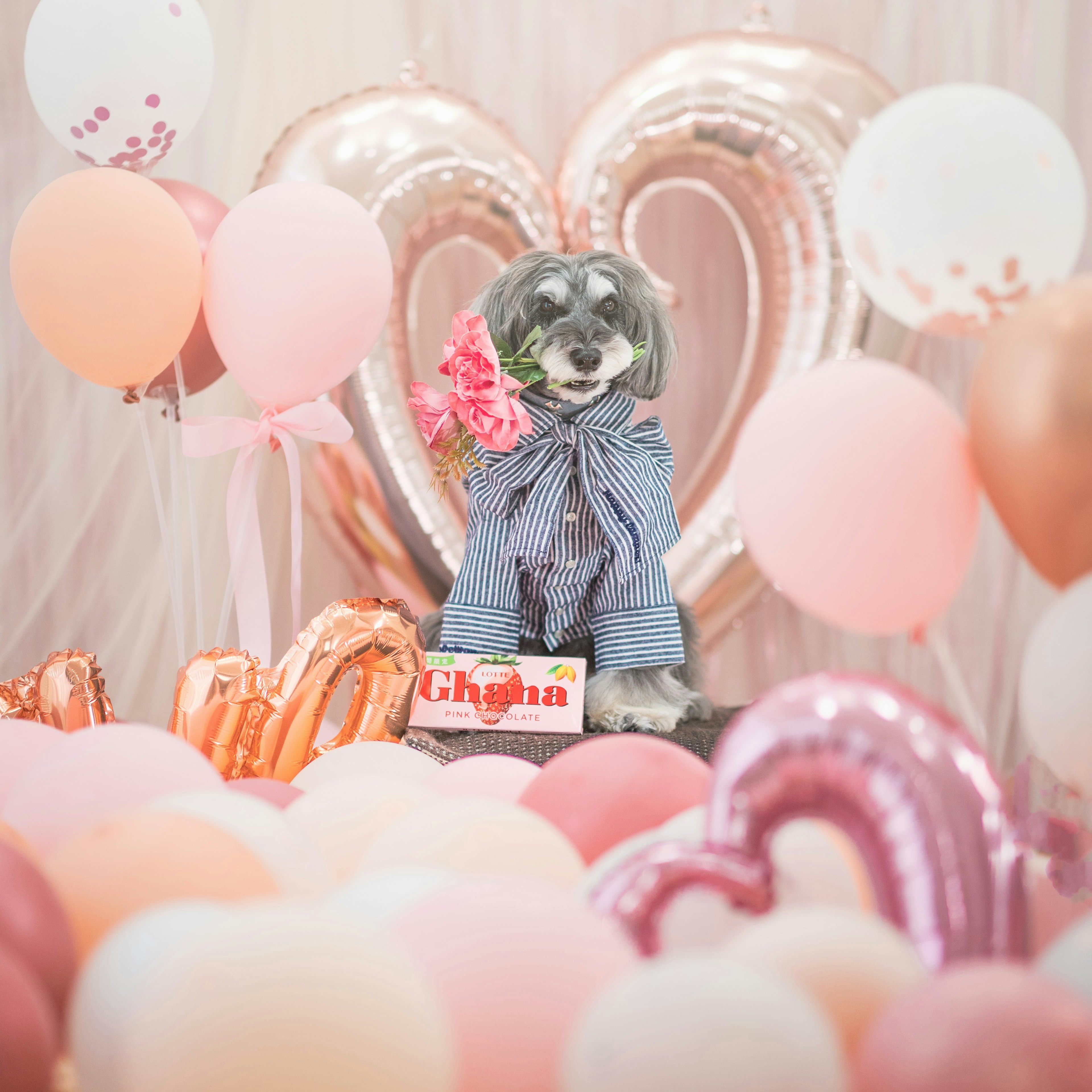 Un perro lindo posando en un ambiente festivo rodeado de globos en forma de corazón y decoraciones en tonos pastel