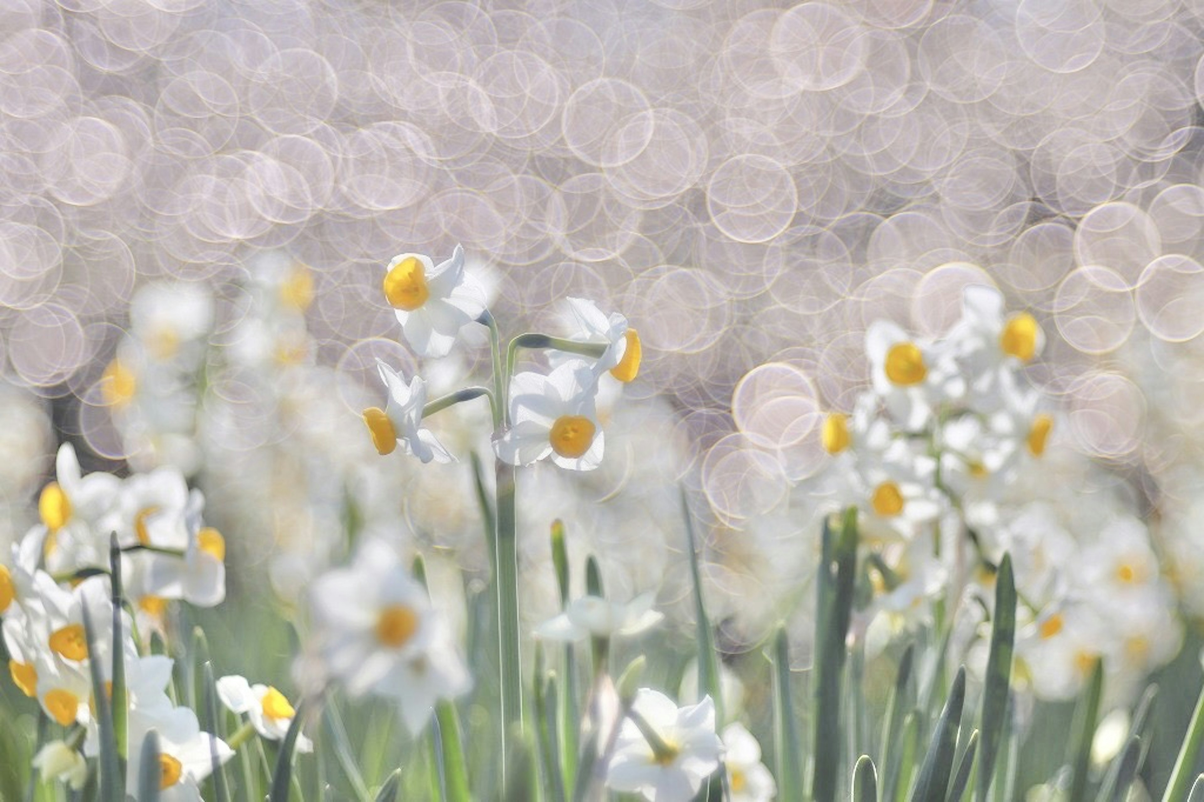 白い花と黄色い中心を持つ花々がぼんやりとした背景の中で輝いている