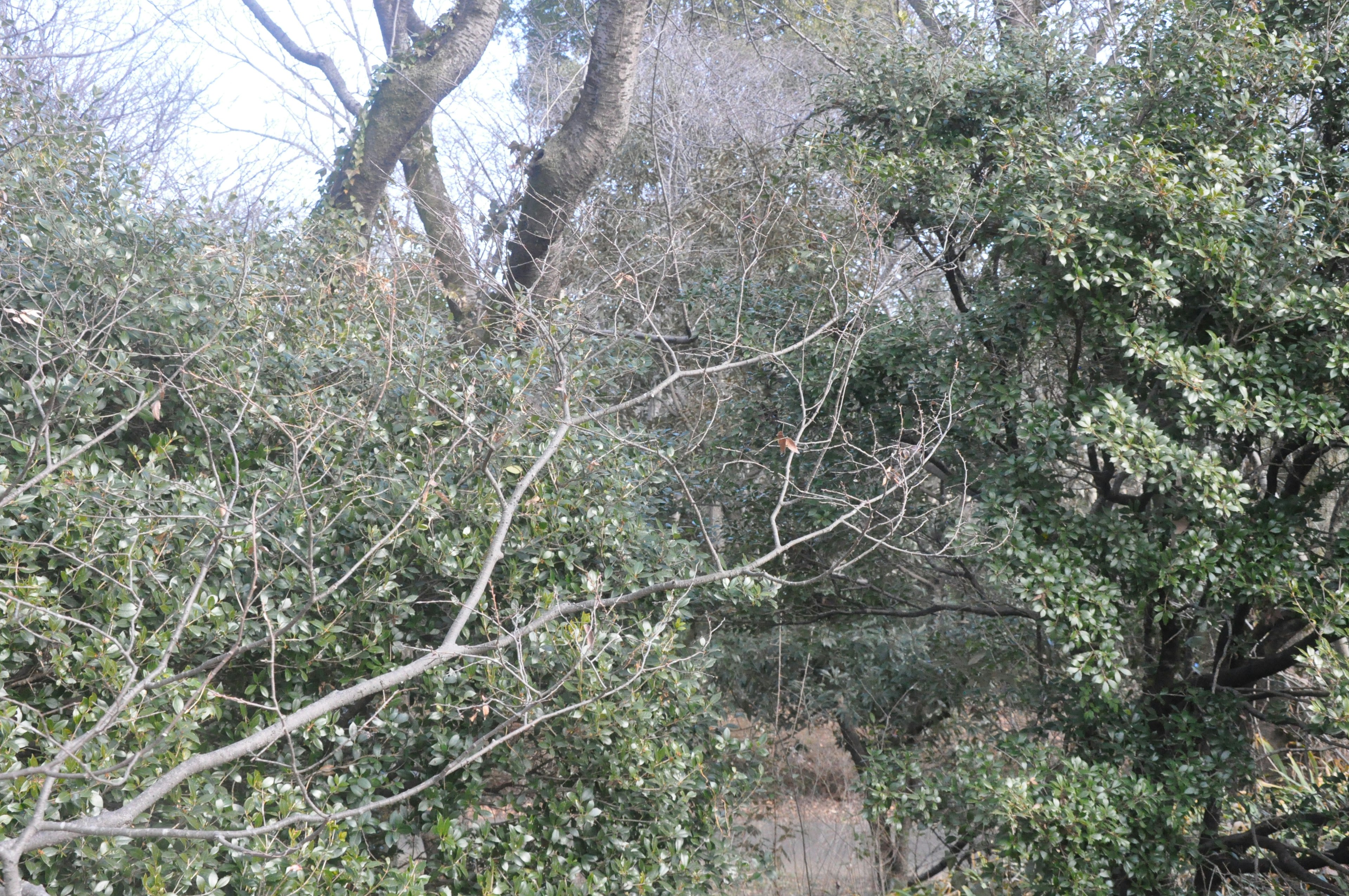 Paesaggio con alberi spogli e cespugli a foglie verdi