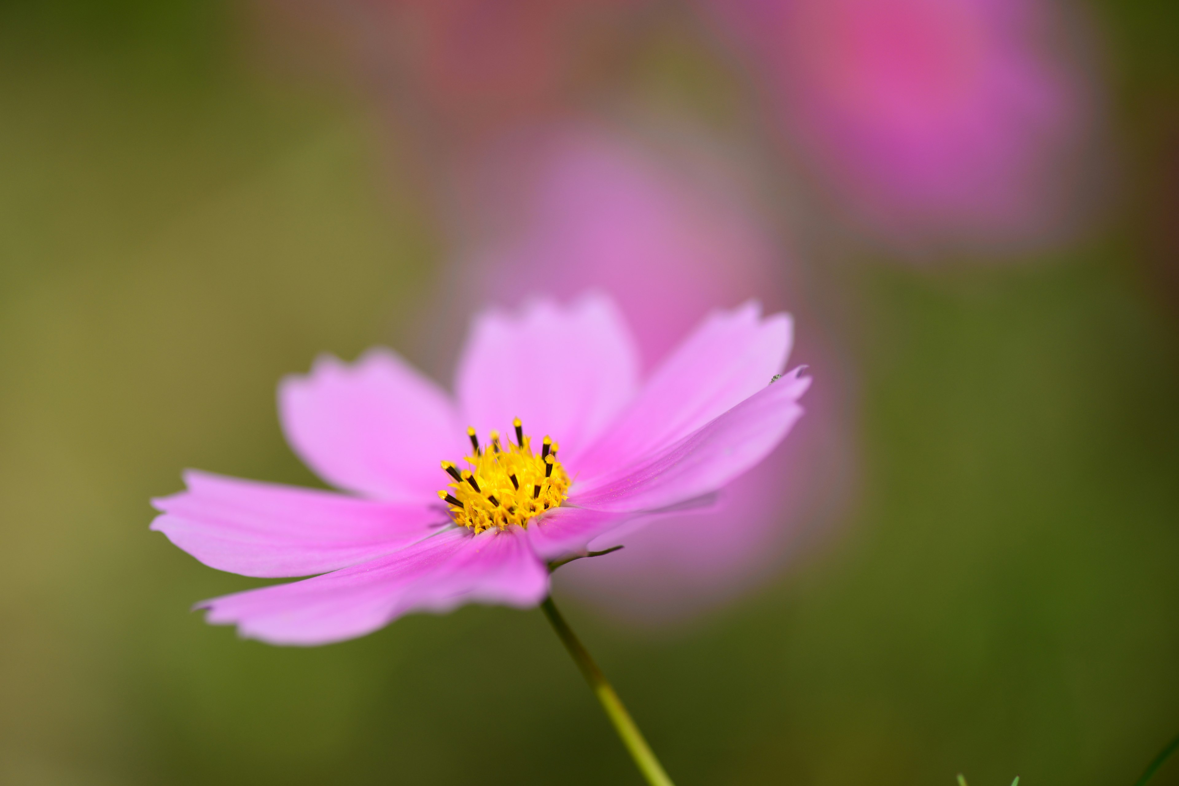 ดอกโคซโมสสีชมพูสดใสพร้อมกลางสีเหลือง