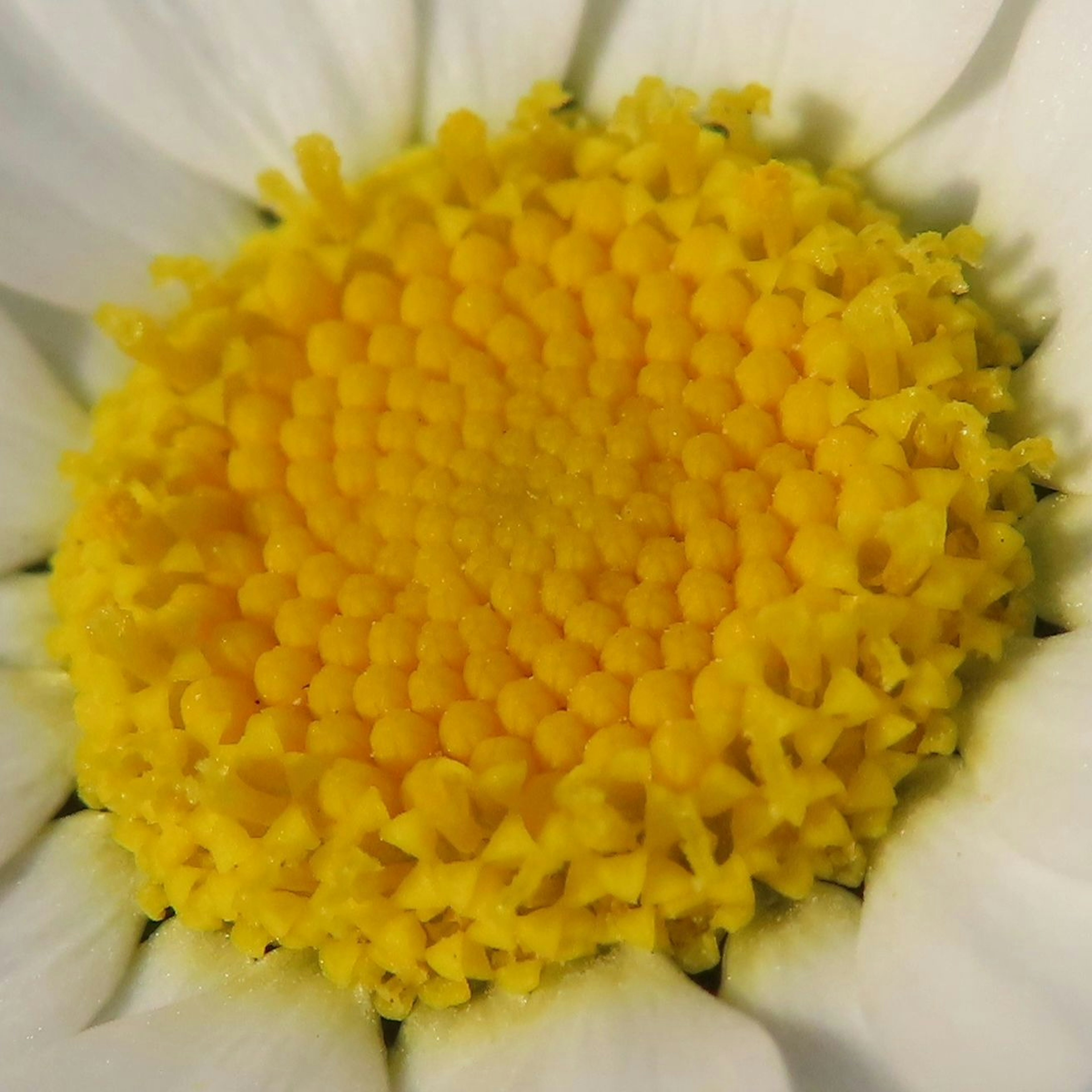 Acercamiento de un centro de flor amarillo rodeado de pétalos blancos