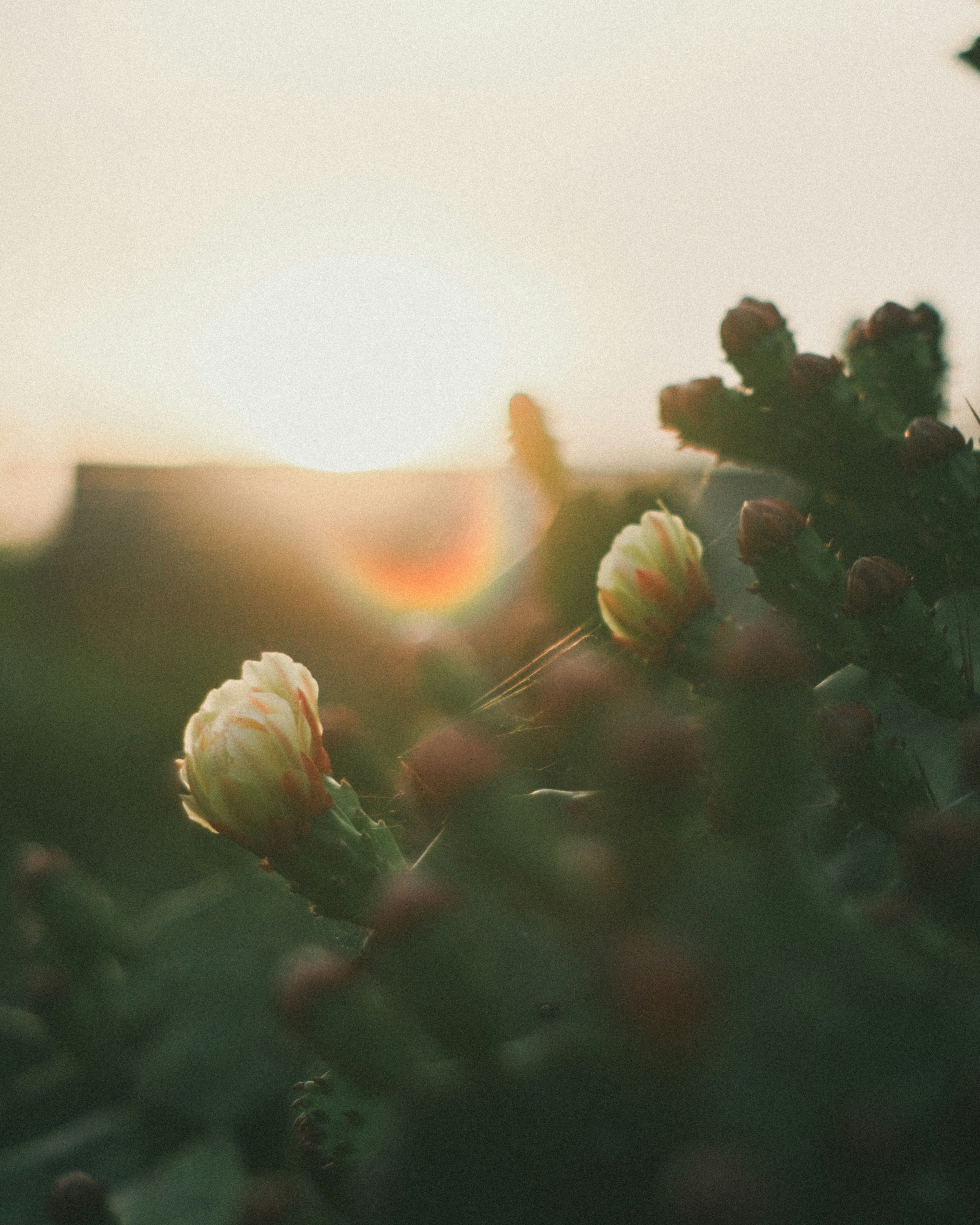 Bourgeons de cactus fleurissant sur fond de coucher de soleil