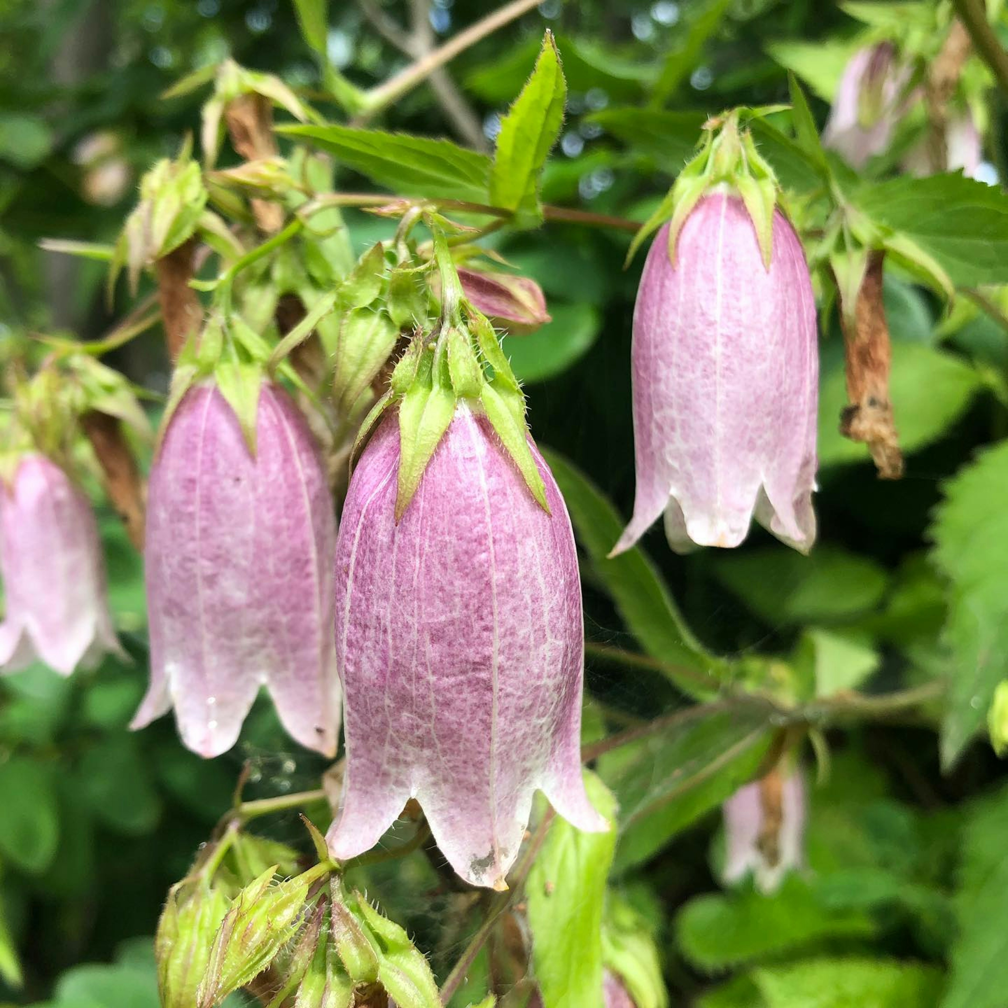 Gros plan de fleurs roses en forme de cloche sur une plante verte