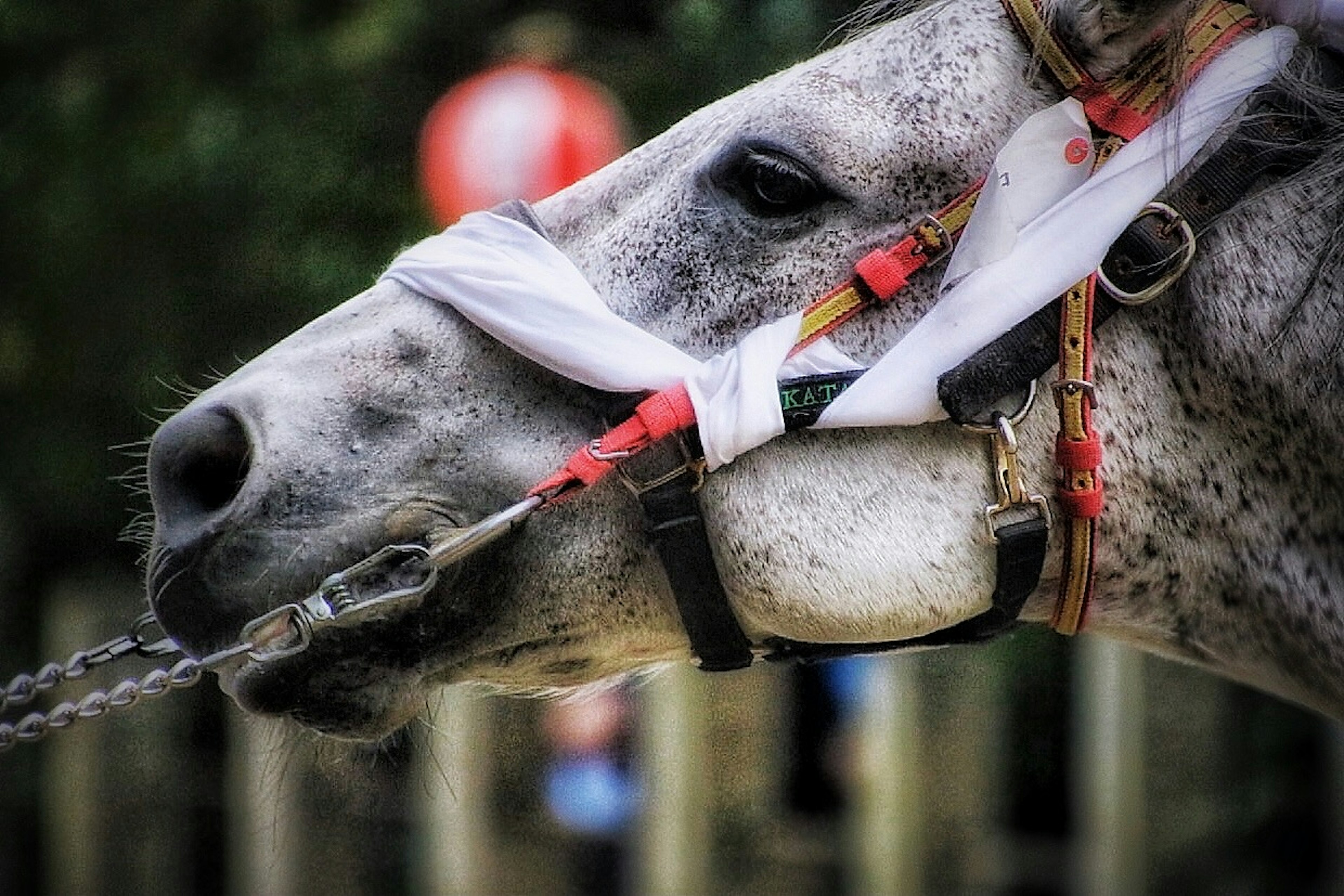 Gros plan sur le visage d'un cheval gris avec des accents rouges sur le filet