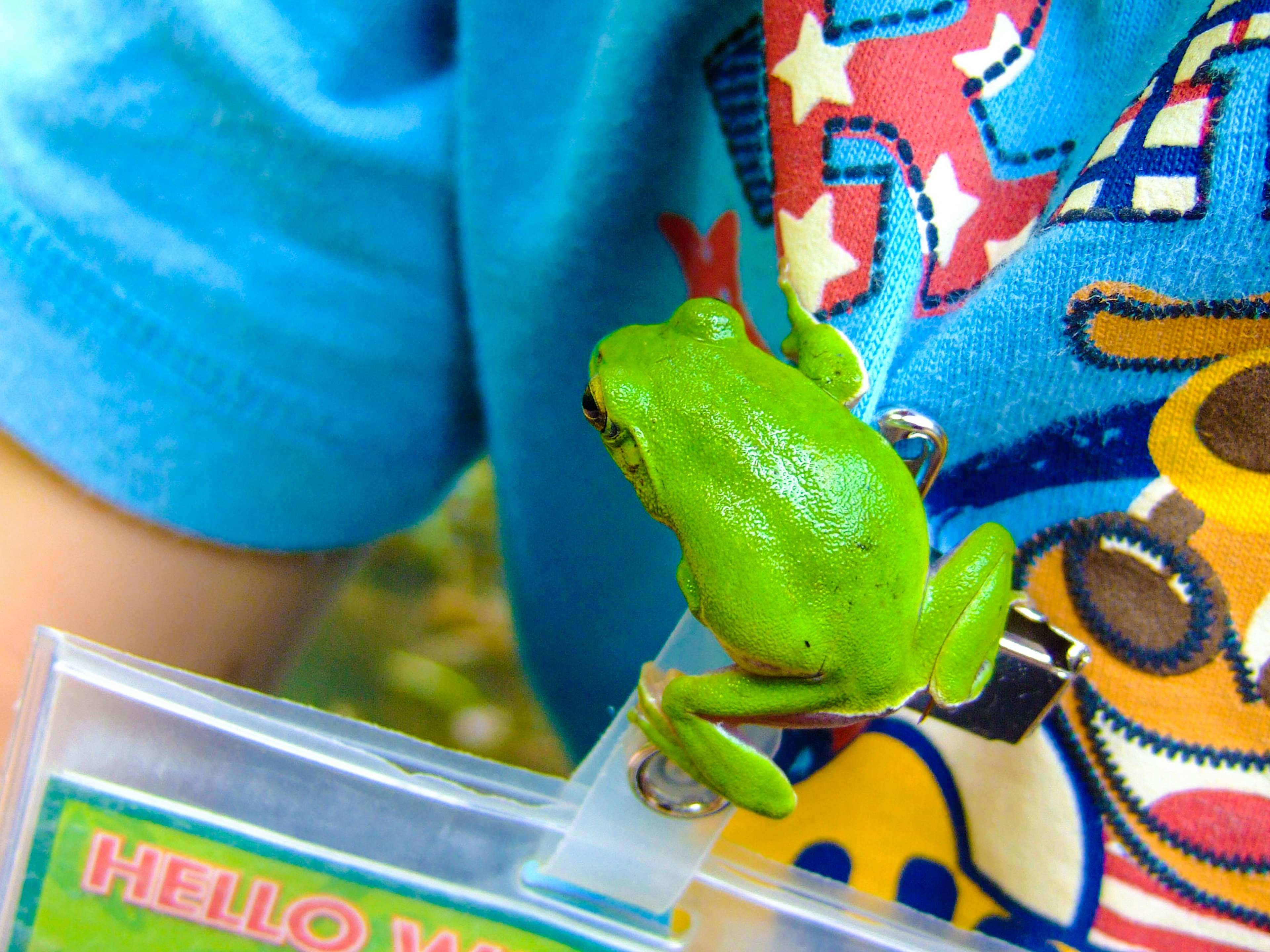 Green frog perched on a child's shirt