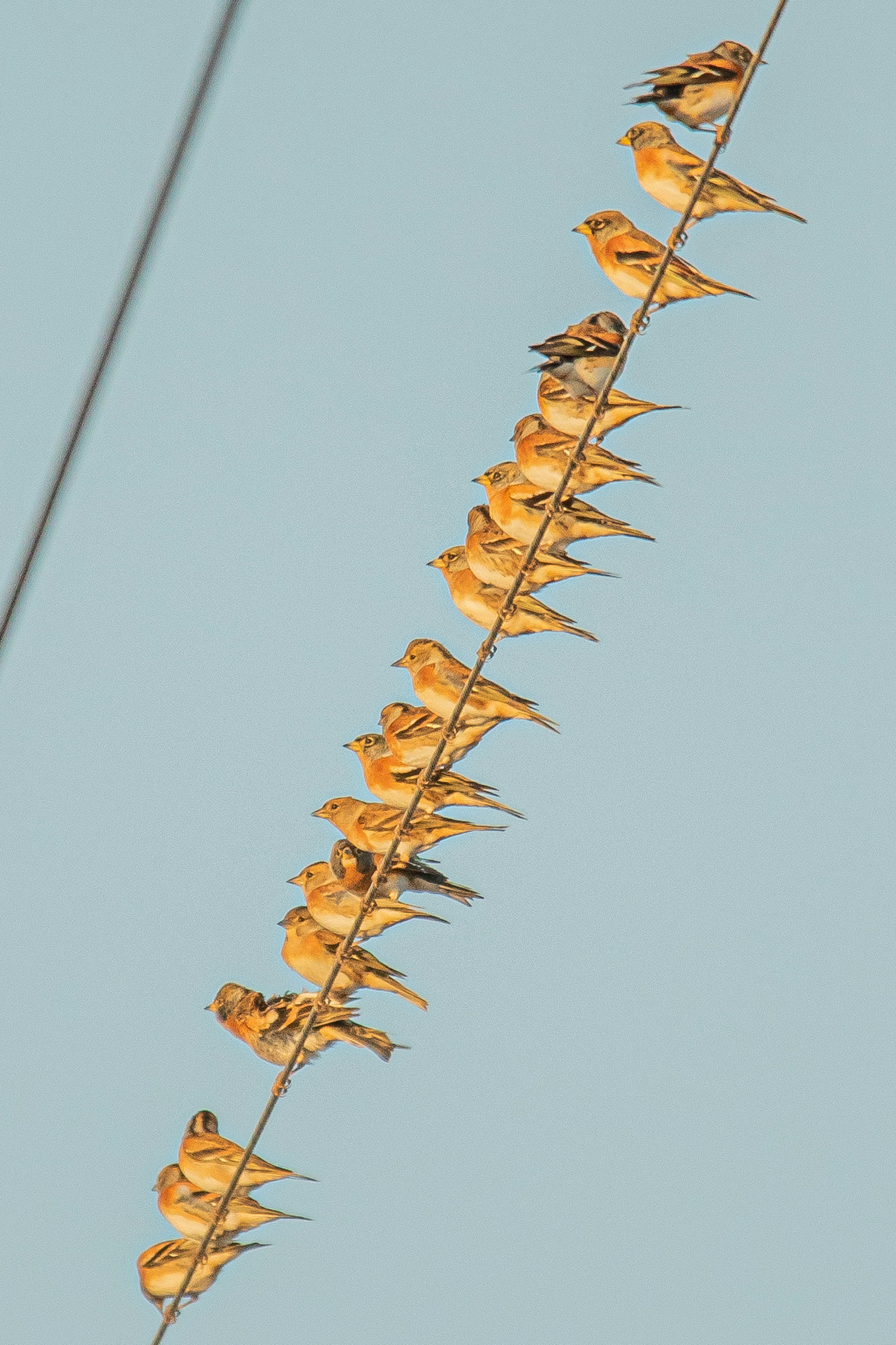 A flock of small birds perched on a wire against a blue sky