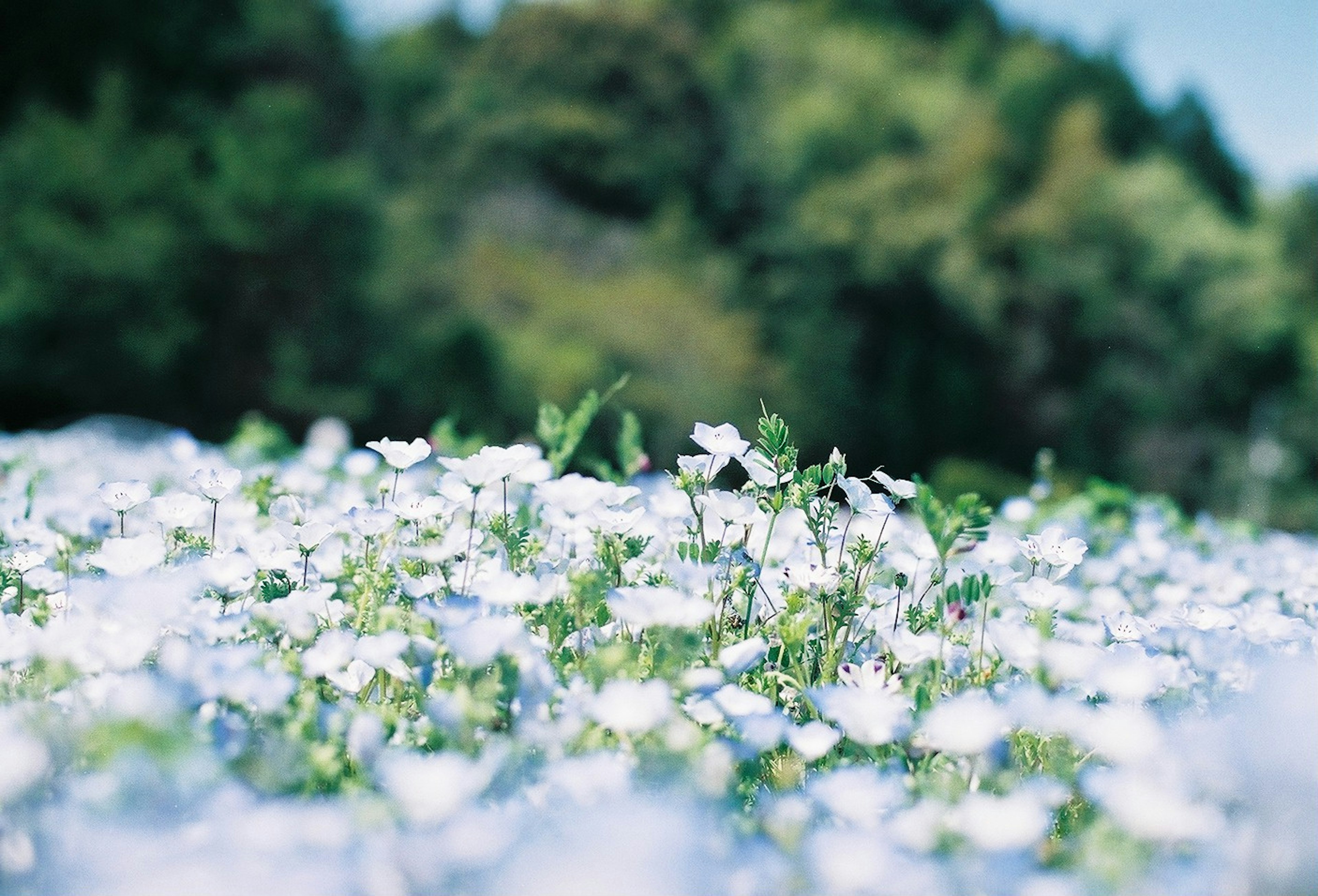 A carpet of white flowers under a blue sky with green trees in the background