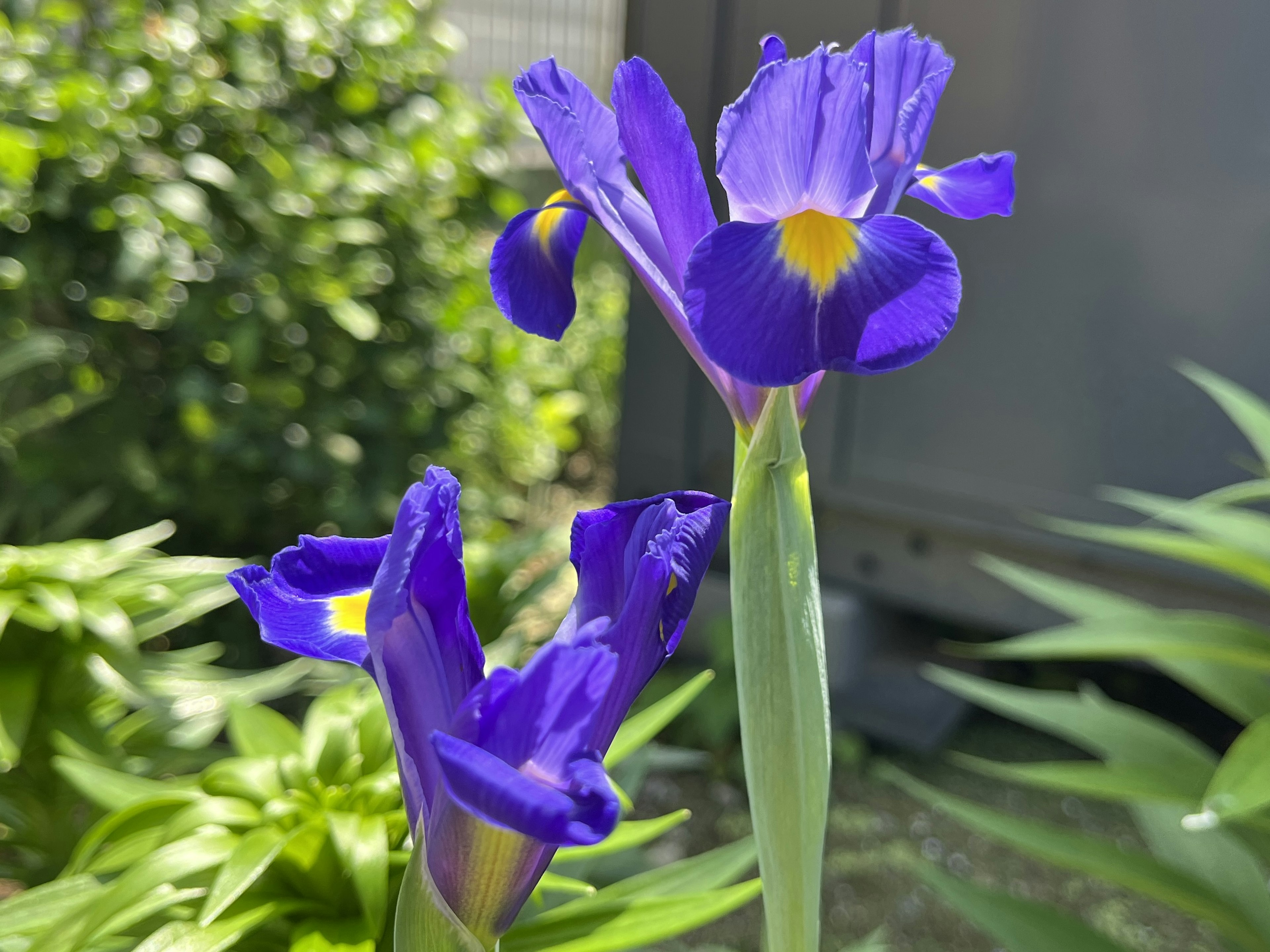 Fleurs d'iris violettes vibrantes fleurissant parmi des feuilles vertes