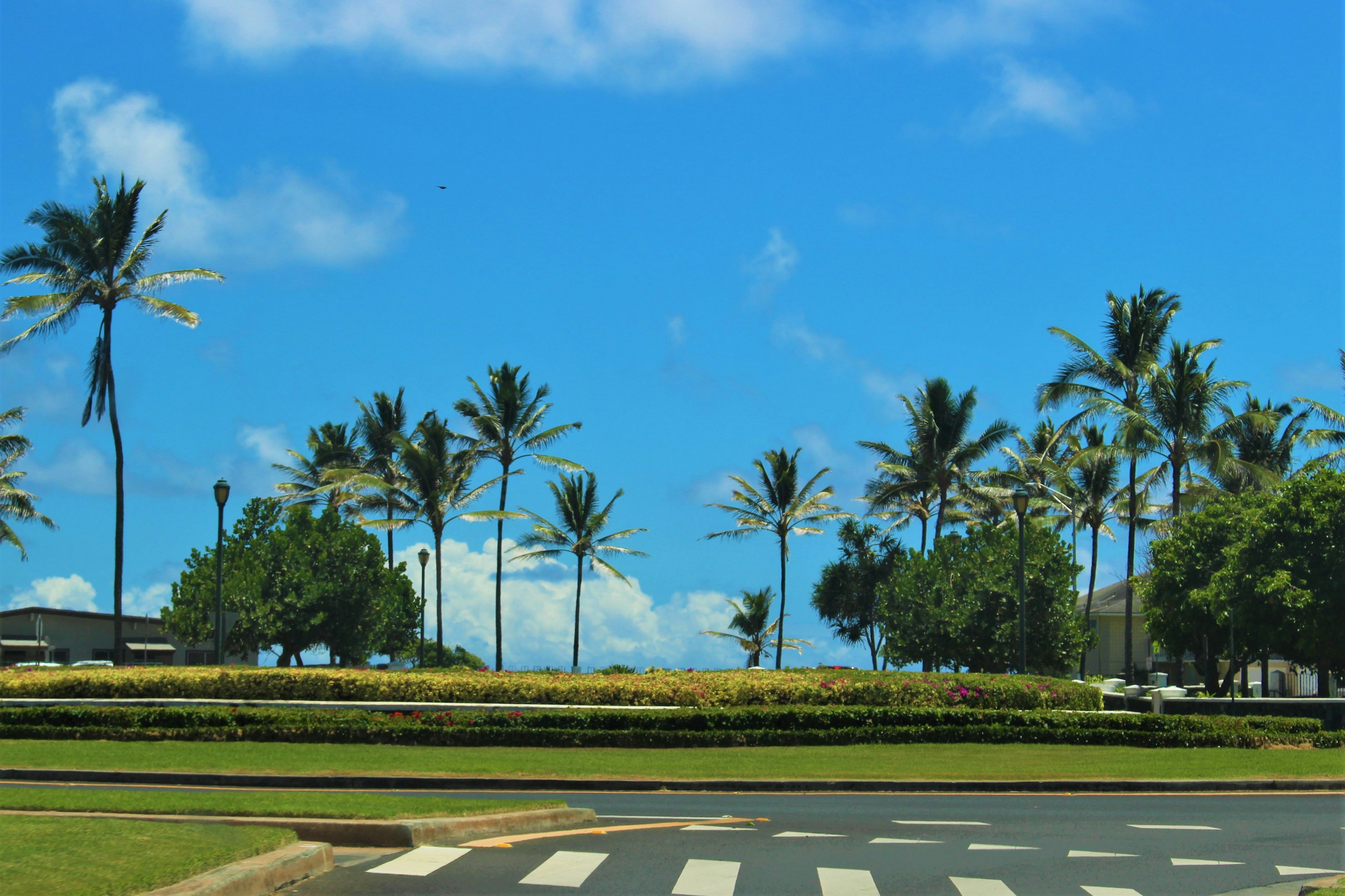 Scenic roundabout with palm trees and blue sky