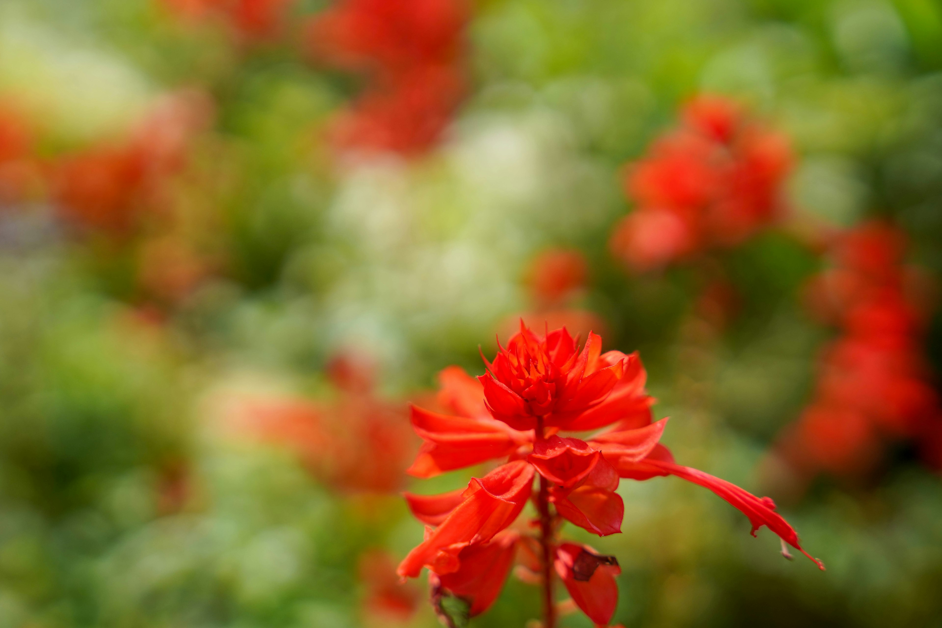 Fleur rouge vif au premier plan avec des plantes vertes floues en arrière-plan