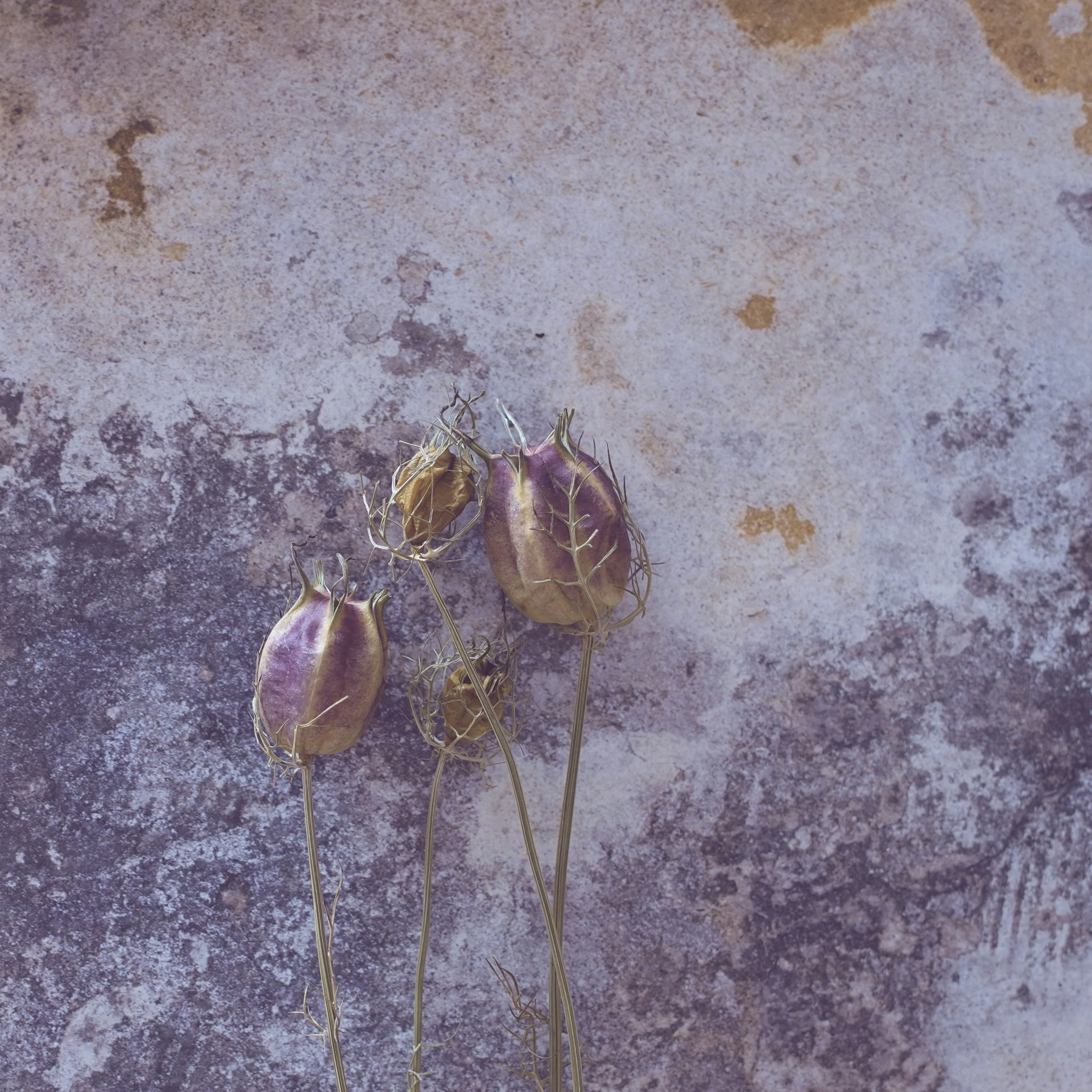 Fleurs séchées sur un mur texturé