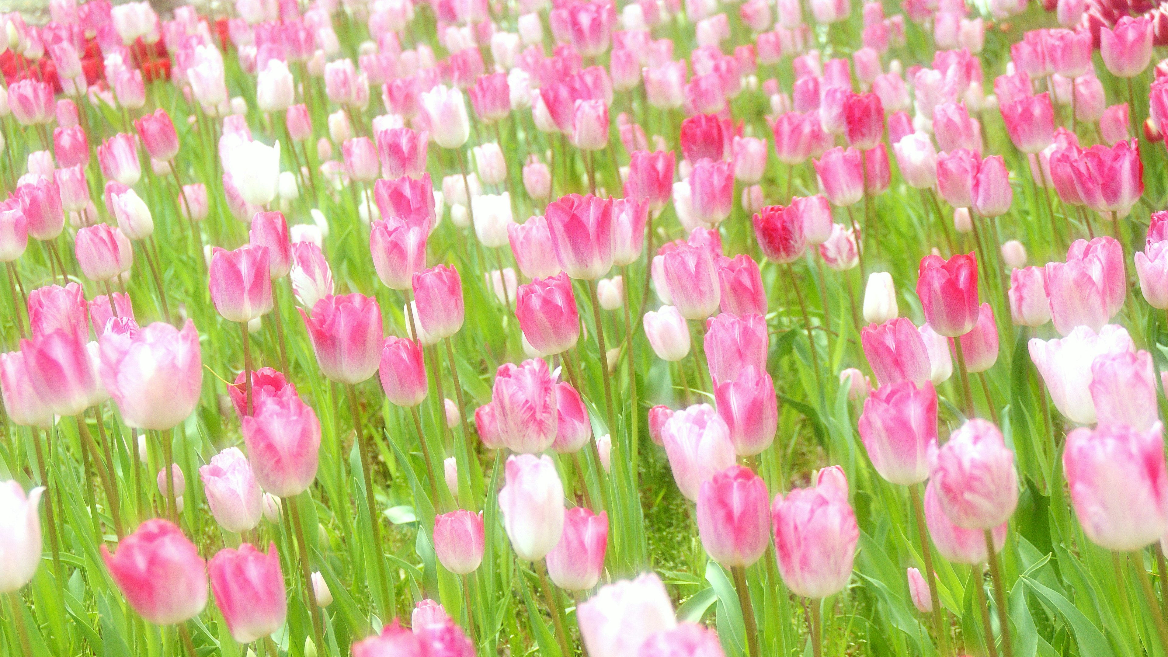 Ein lebhaftes Feld mit rosa und weißen Tulpen in voller Blüte